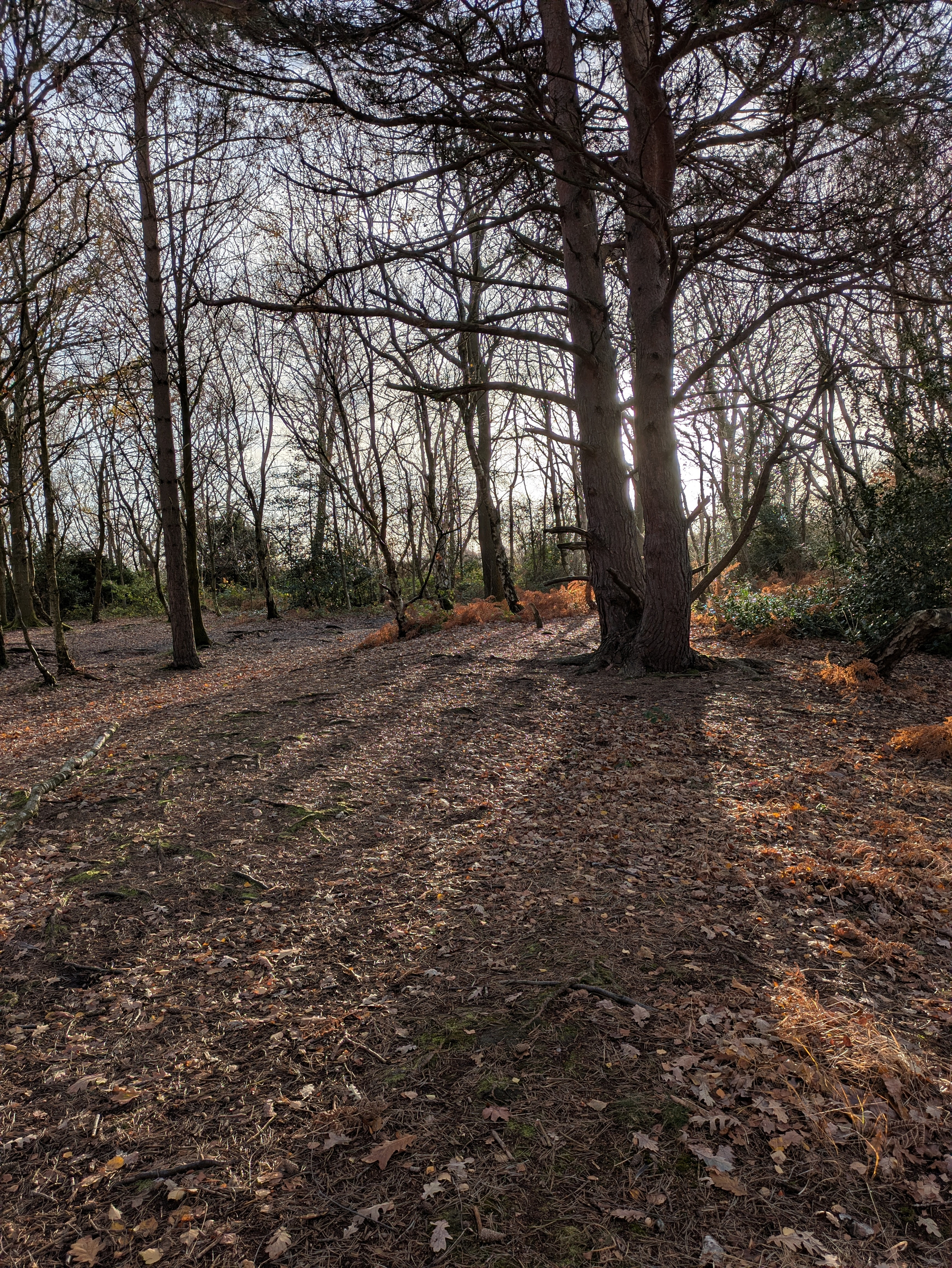 A sunlit forest clearing is covered with fallen leaves, casting long shadows from the trees.
