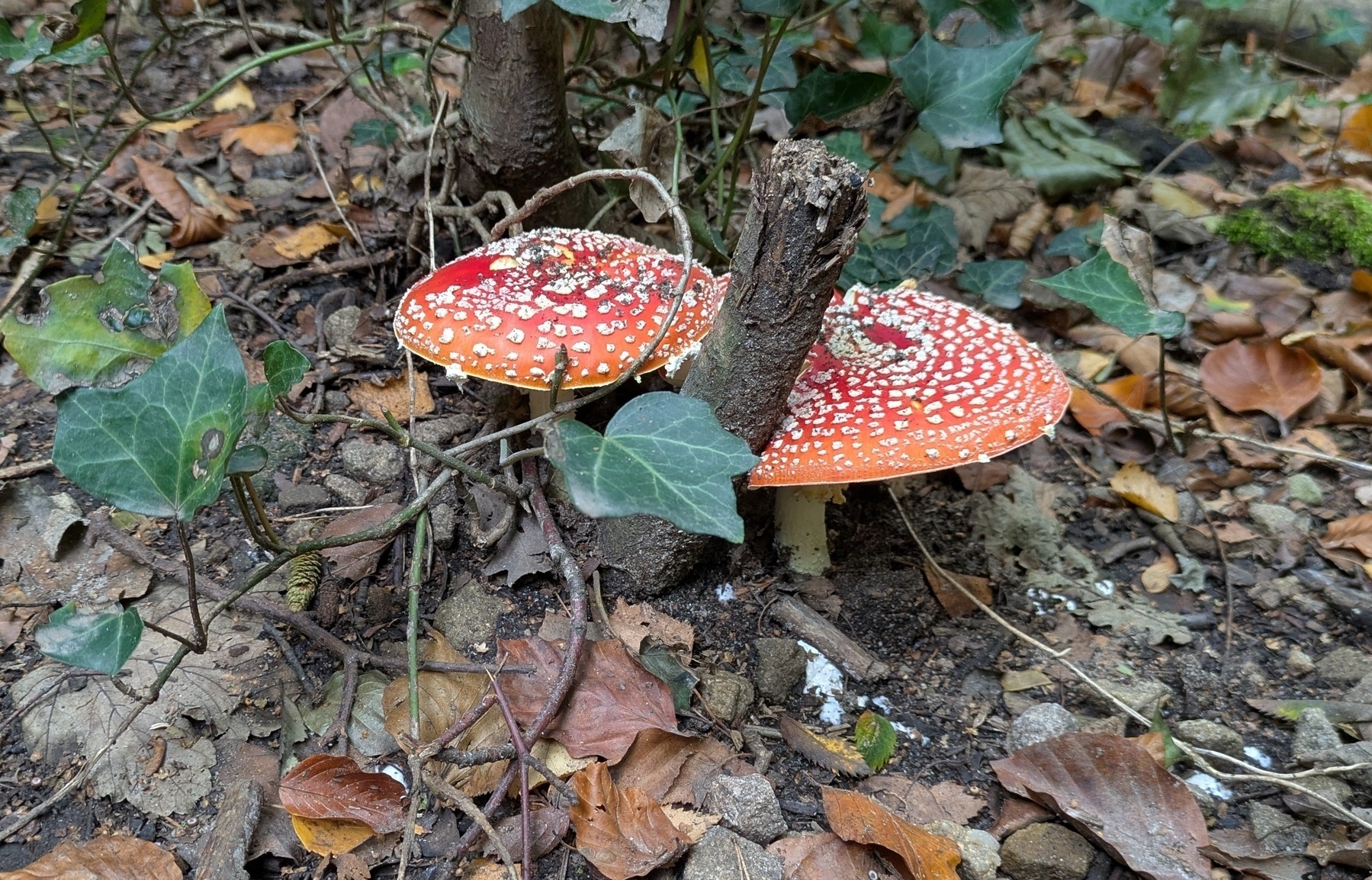 Two red and white spotted mushrooms are growing among fallen leaves and green ivy in a wooded area.