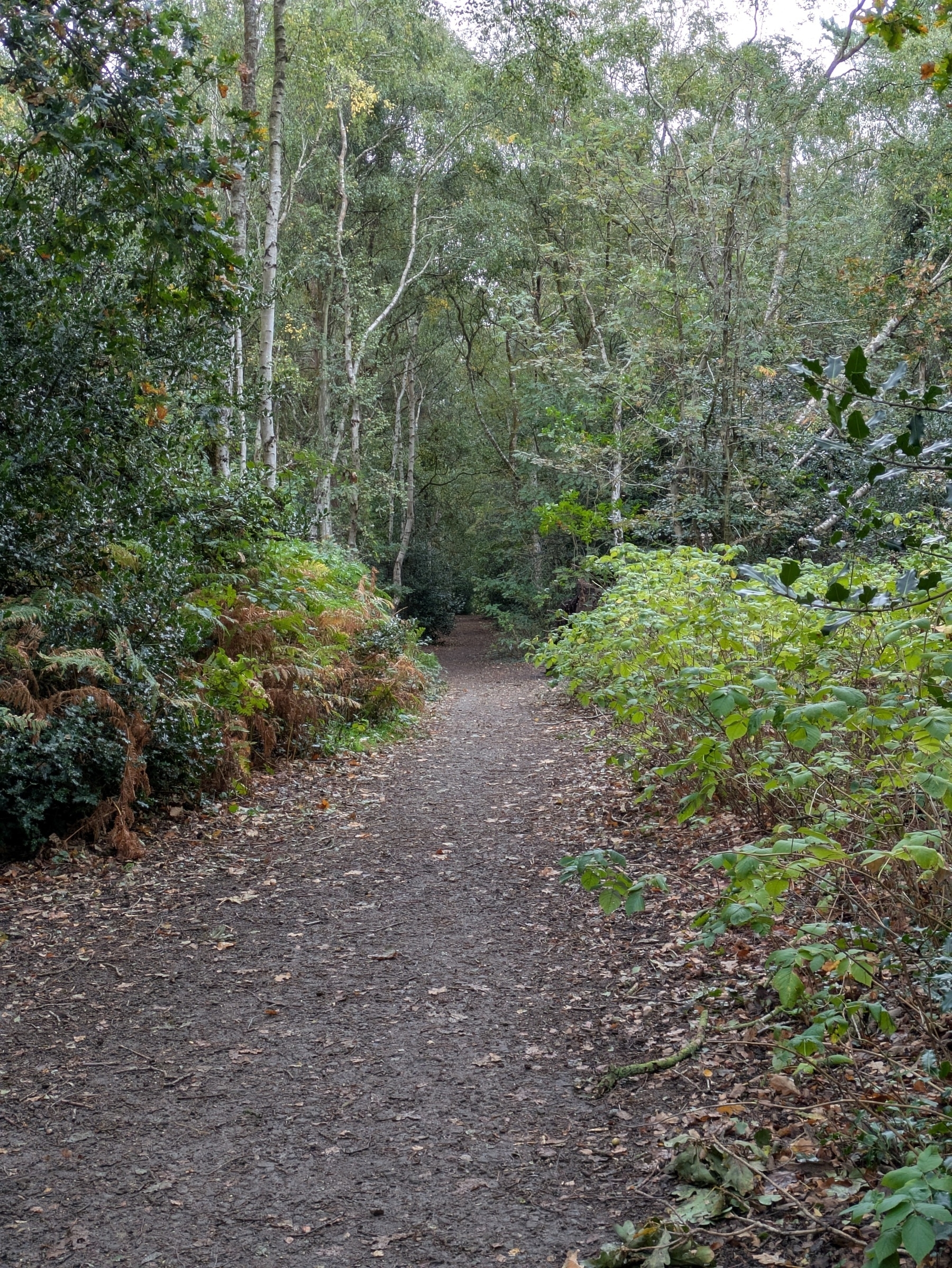 A forest path is surrounded by dense greenery and trees on both sides.