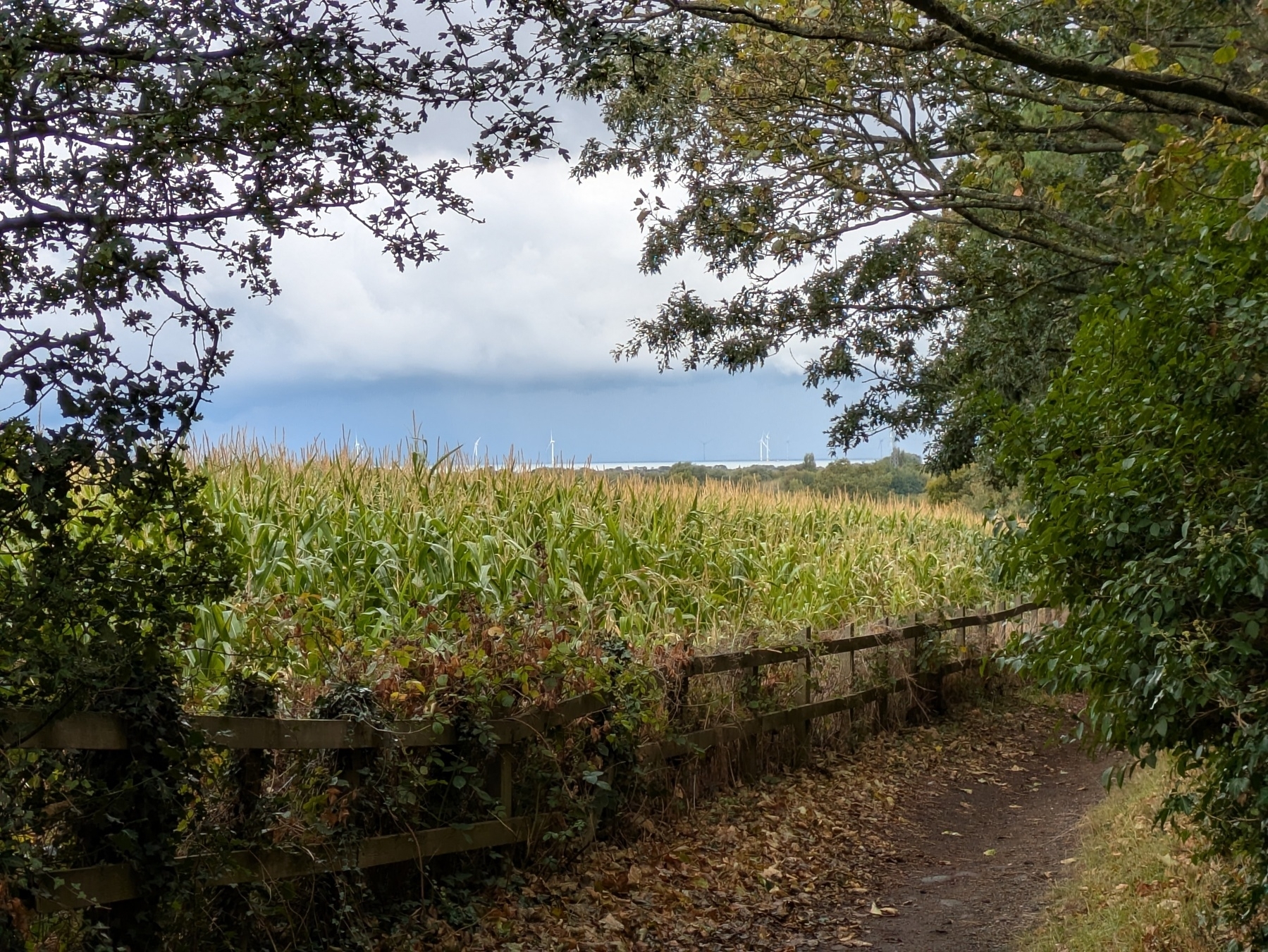 A dirt path runs alongside a cornfield bordered by a wooden fence, surrounded by trees with wind turbines visible in the distance under a cloudy sky.