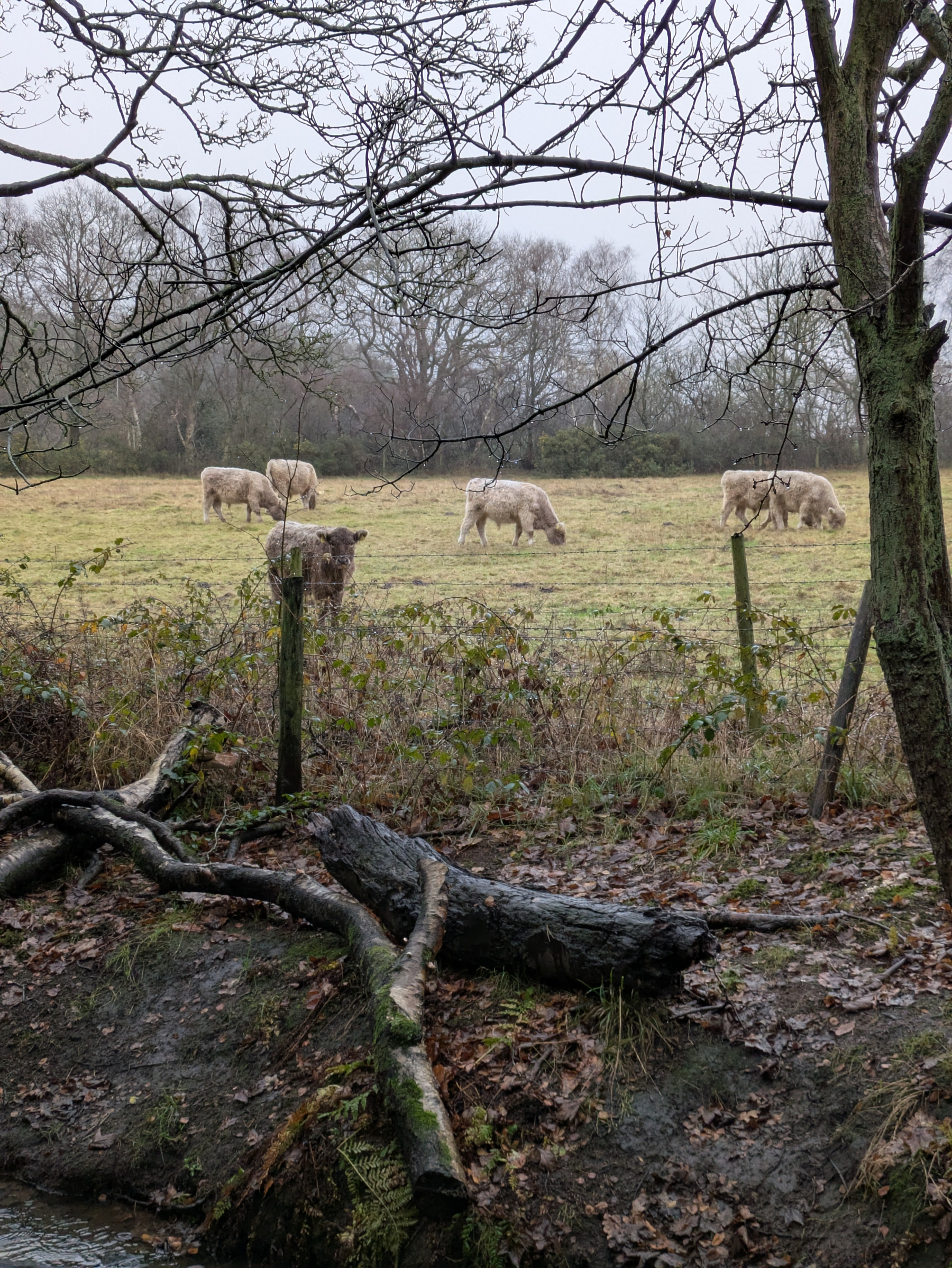 Cows are grazing in a grassy field surrounded by trees and a wooden fence.
