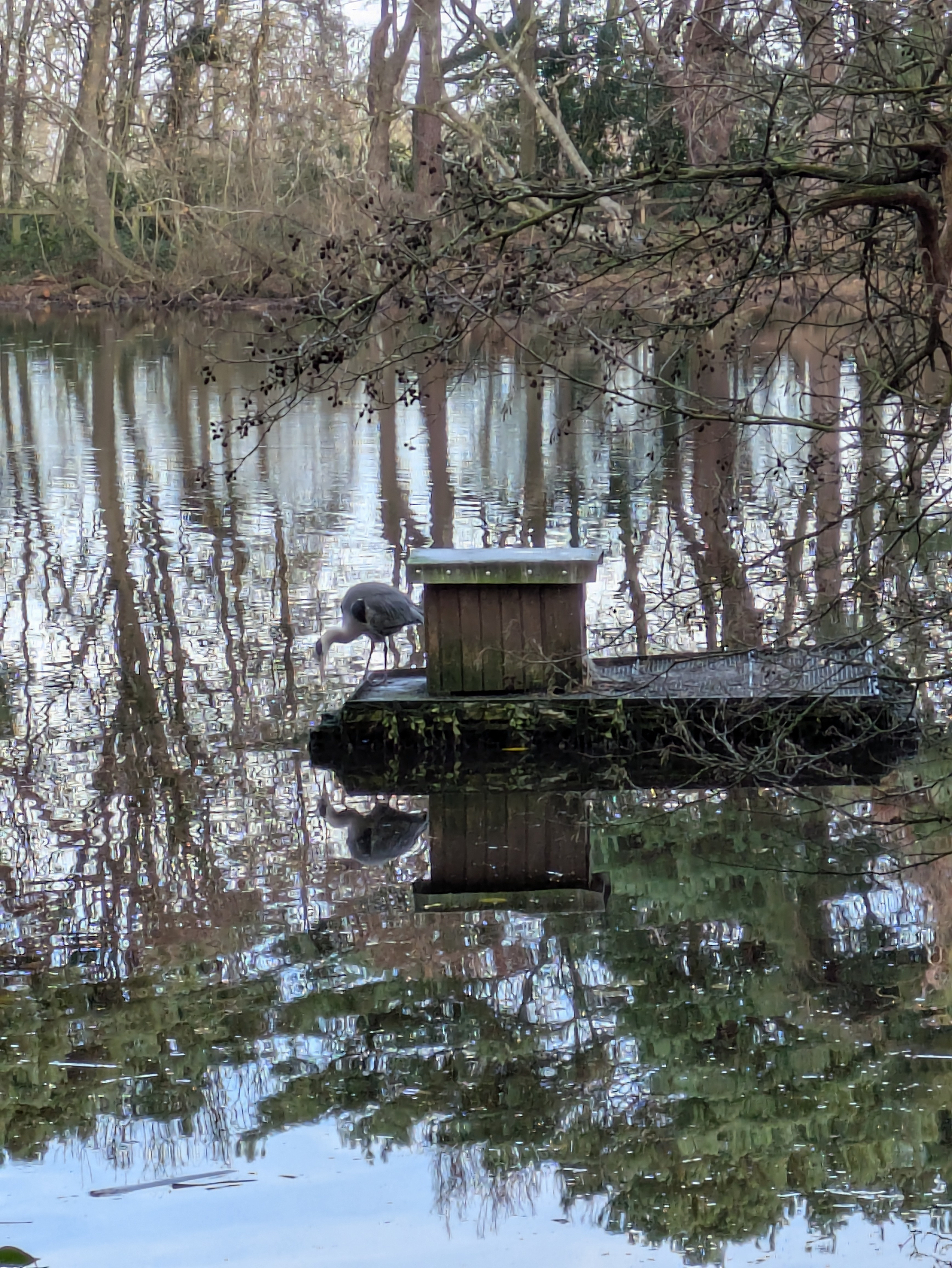A heron stands on a wooden platform by the edge of a tranquil, reflective lake surrounded by trees.