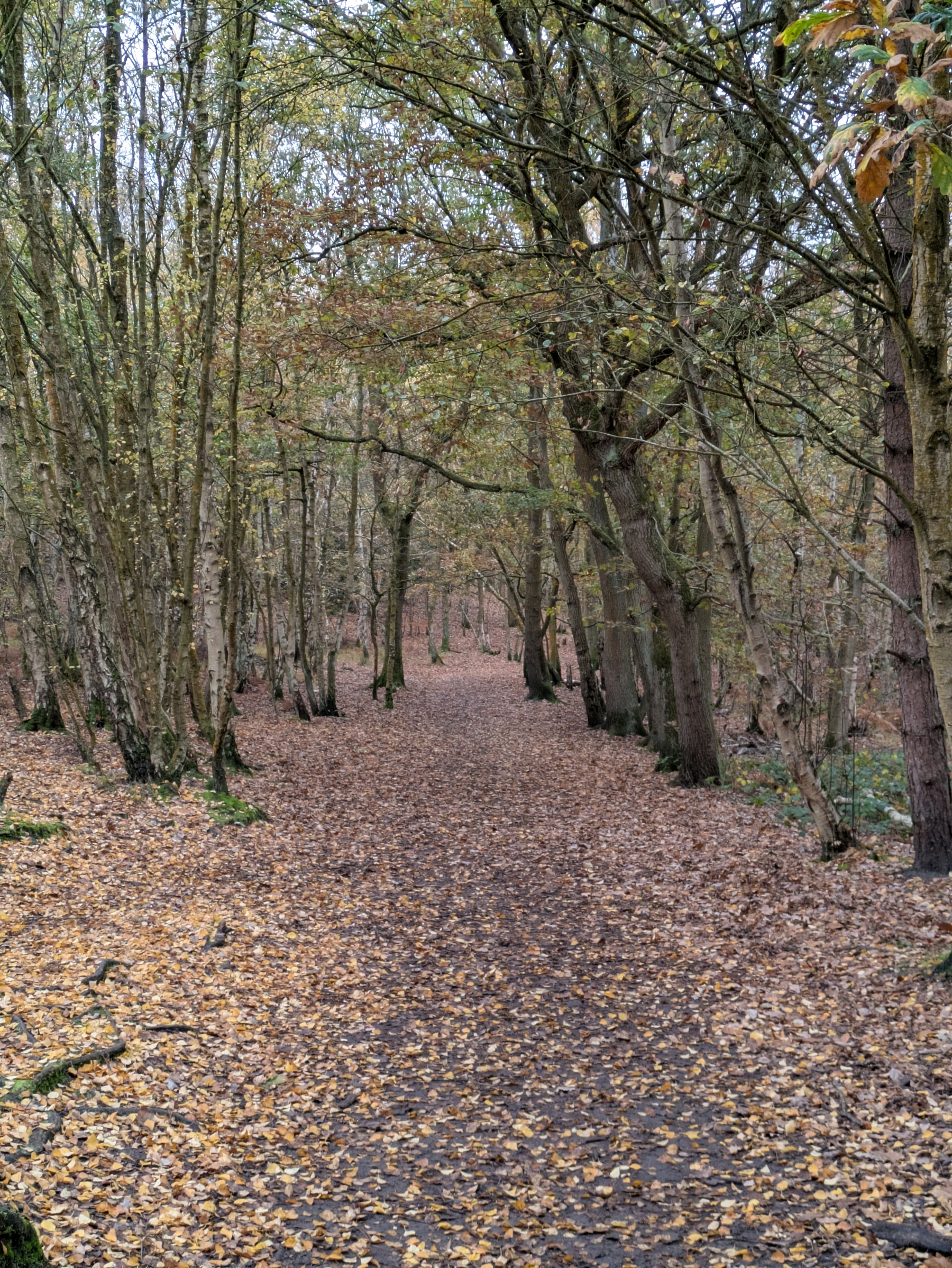 A forest path covered with fallen autumn leaves is surrounded by tall, slender trees.