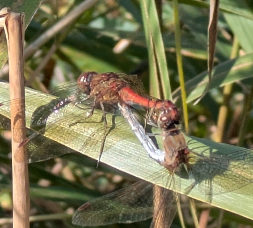 Two dragonflies are perched on a leaf, appearing to be mating among some green foliage.