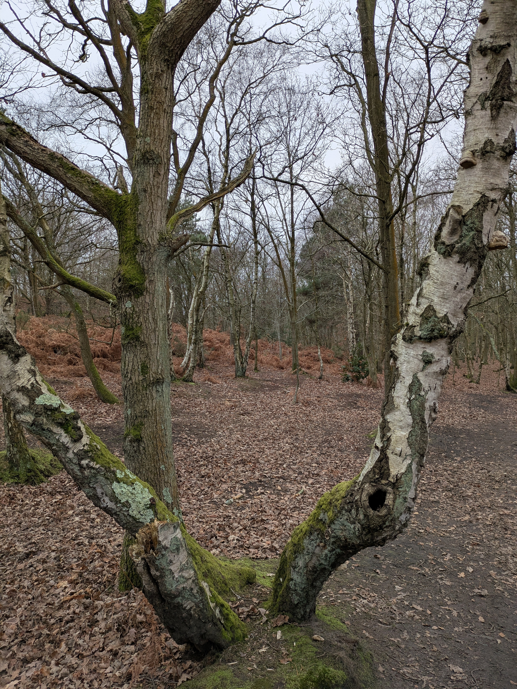 A woodland scene features bare trees, including a moss-covered, split-trunk tree, surrounded by fallen leaves and a winding path.