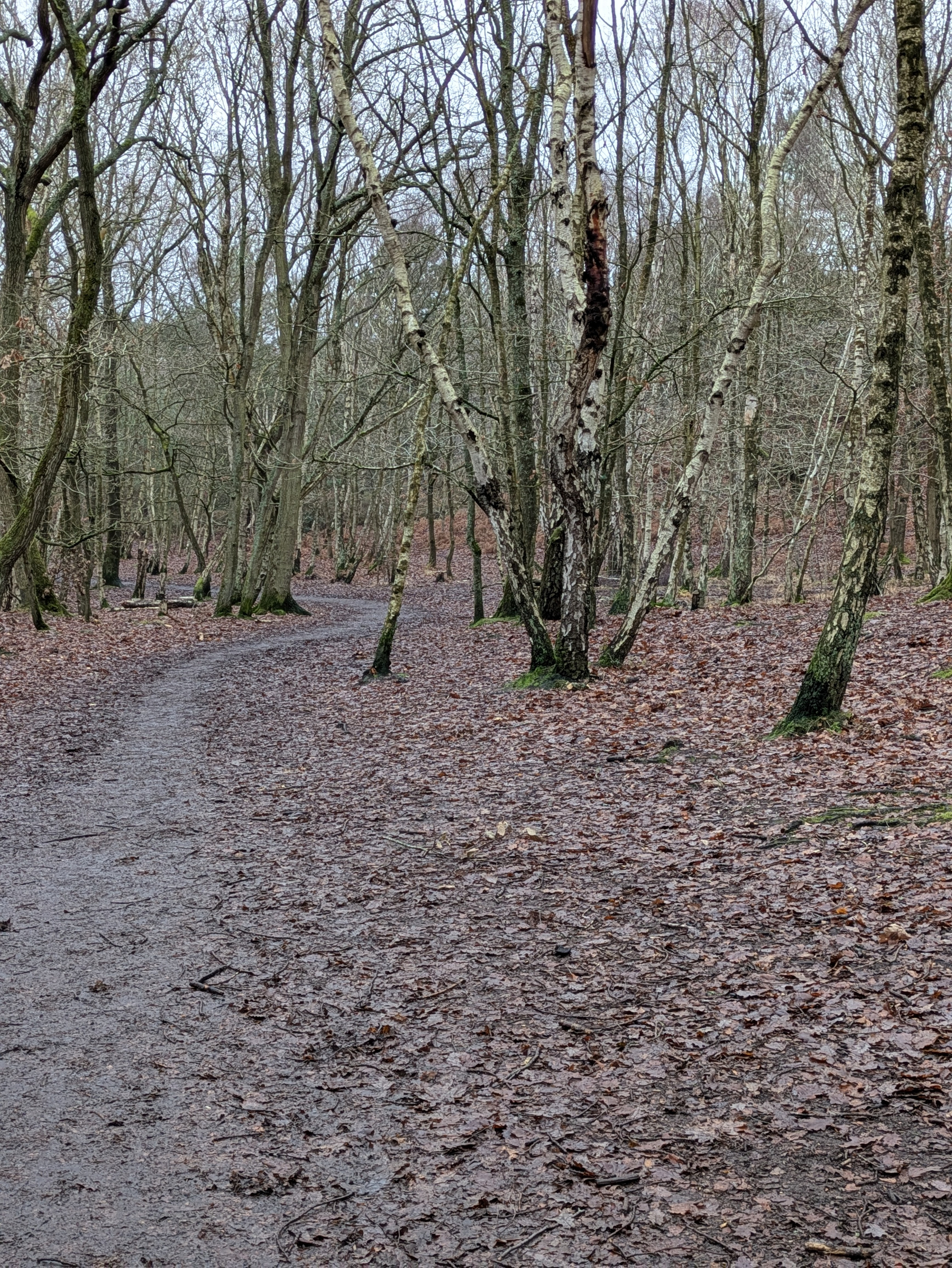 A leaf-strewn path winds through a forest of bare, slender trees in a late autumn or winter setting.