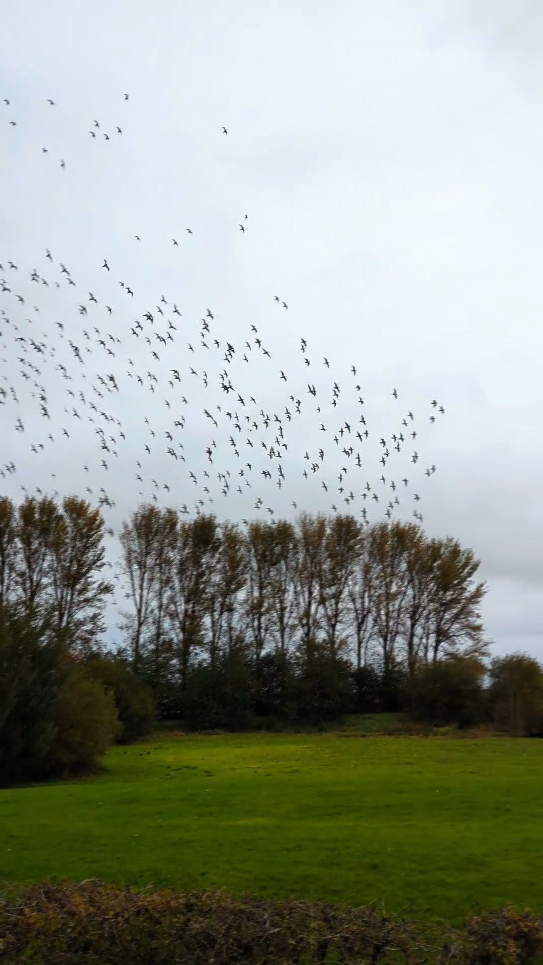 A large flock of birds flies over a grassy field with a row of tall trees in the background.