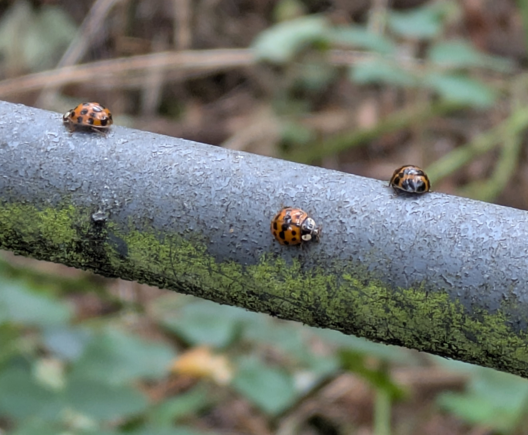 Three ladybirds are crawling on a weathered, mossy railing.