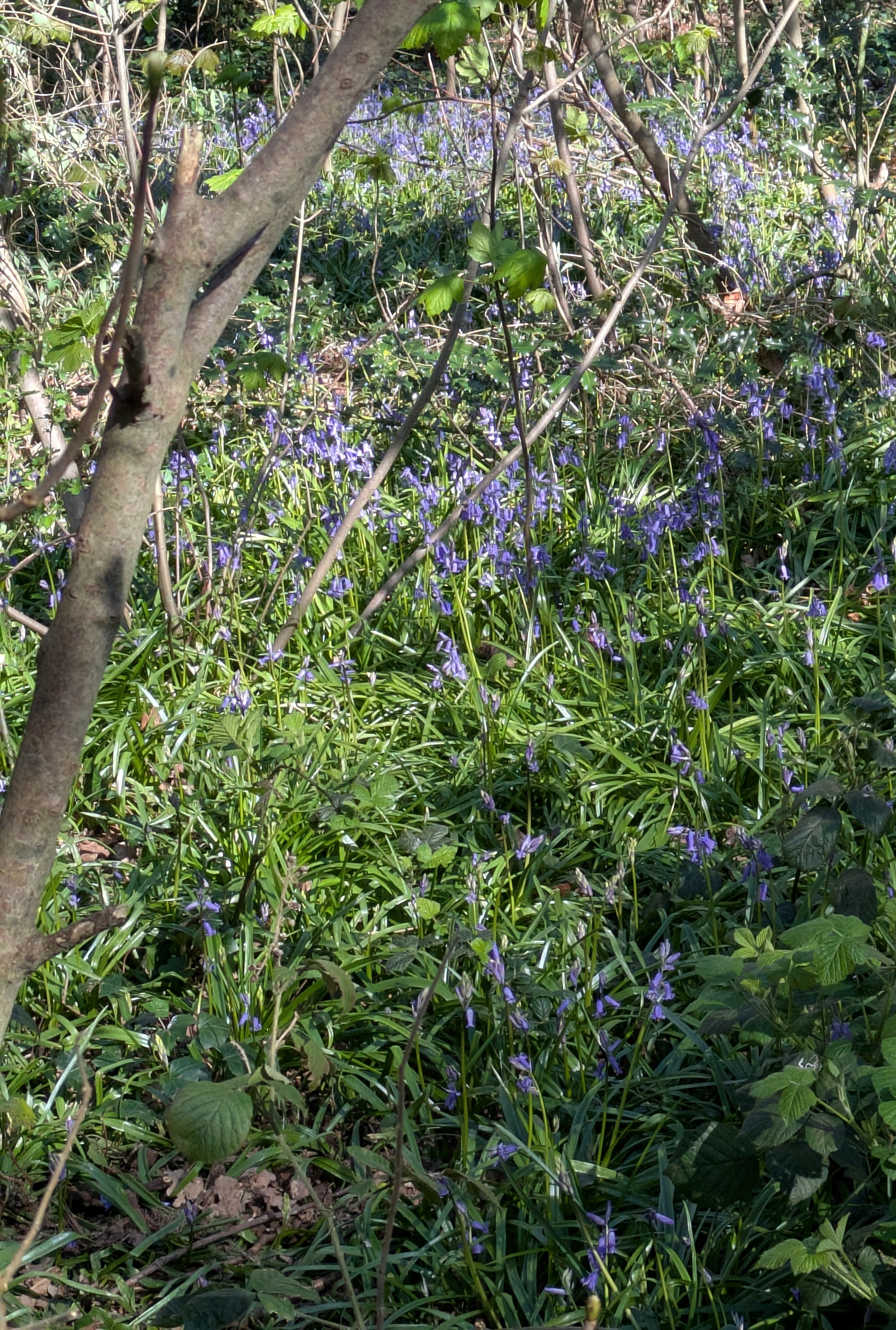 A woodland scene features a carpet of bluebell flowers amidst green foliage and tree branches.