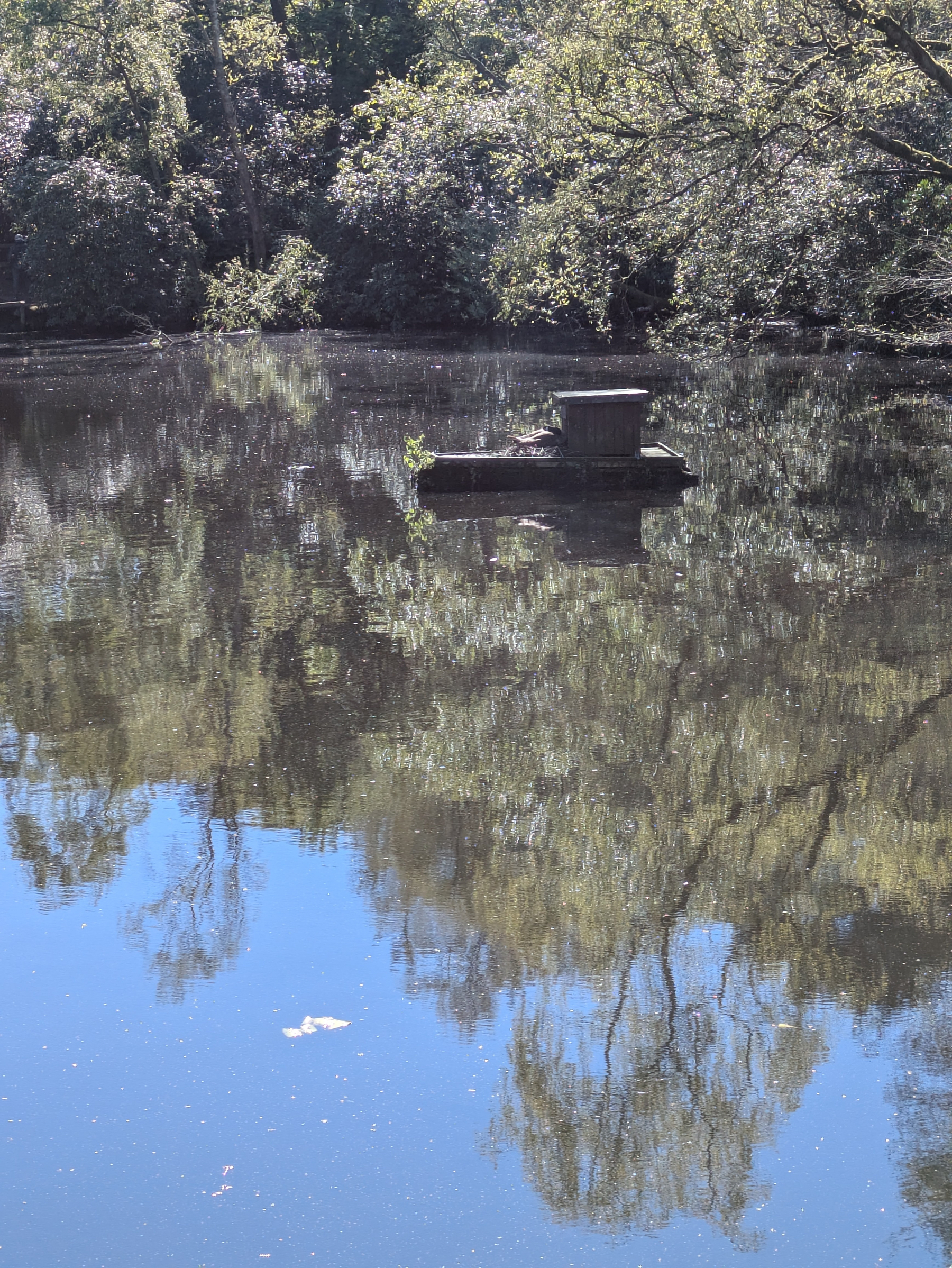 A tranquil pond reflects surrounding trees, with a small wooden platform or structure positioned in the water.