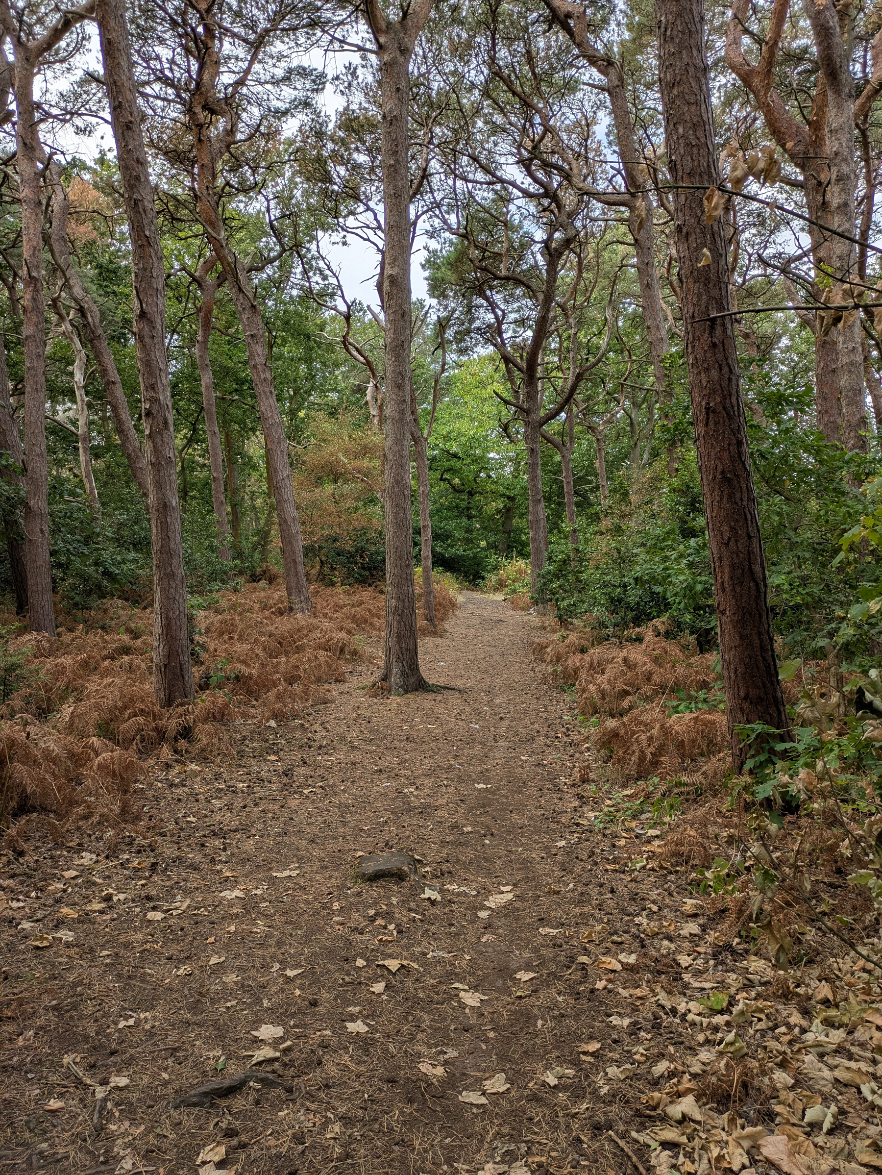 A dirt path winds through a forest with tall trees and dry, brown foliage on the ground.