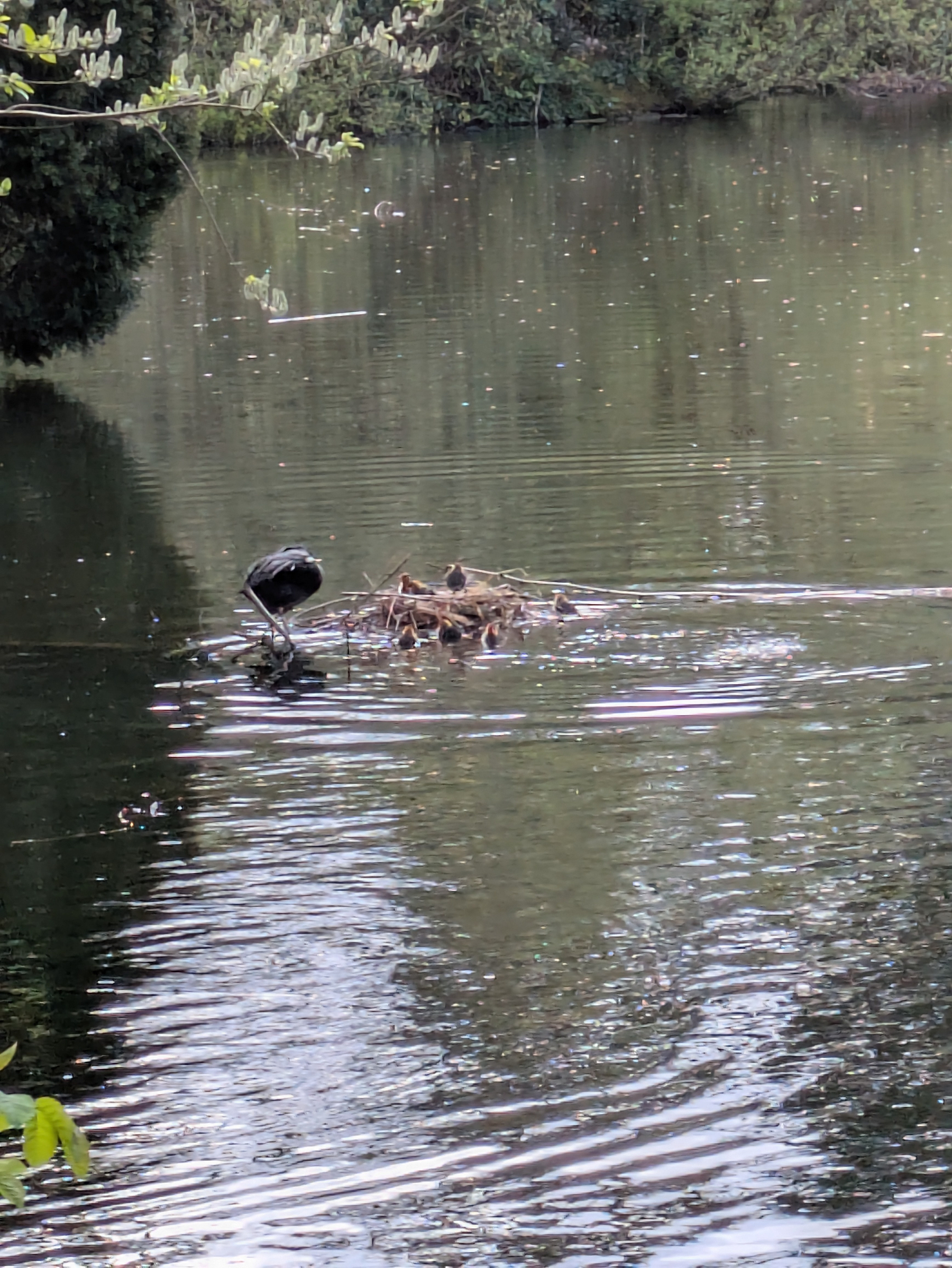 A bird is standing on a small nest in the middle of a pond surrounded by calm water and trees.