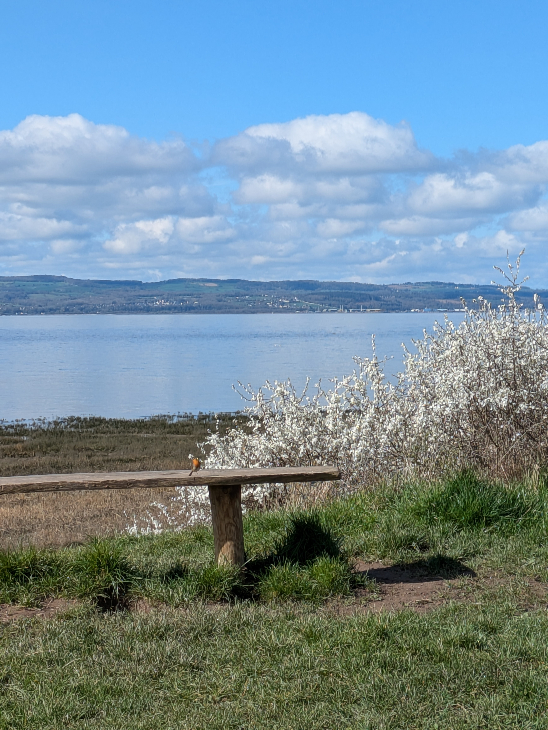 A wooden bench sits in front of blooming white shrubs, overlooking a calm body of water with hills in the distance under a partly cloudy sky.