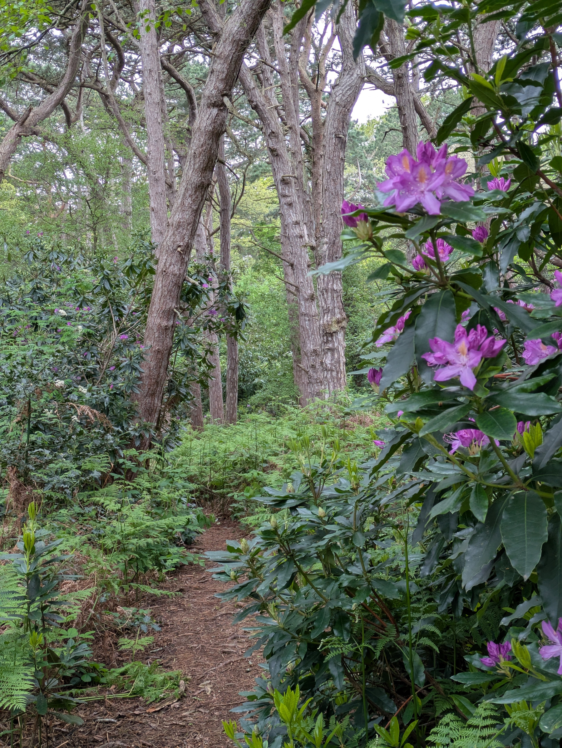 A serene woodland path is surrounded by lush greenery and vibrant purple flowers in bloom.