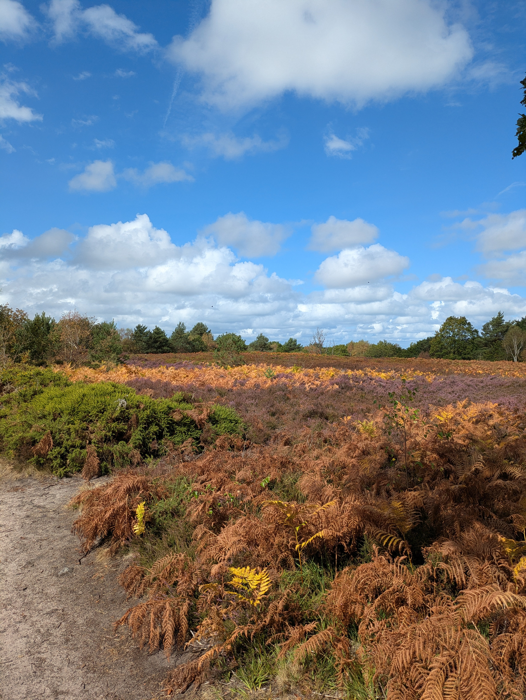 A scenic landscape features a dirt path winding through a field of autumnal ferns and shrubs under a partly cloudy blue sky.