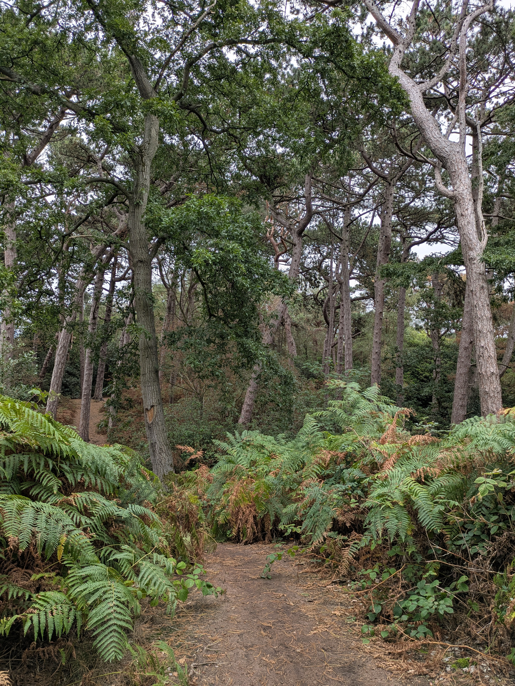 A dirt path winds through a dense forest with tall trees and abundant green ferns on either side.