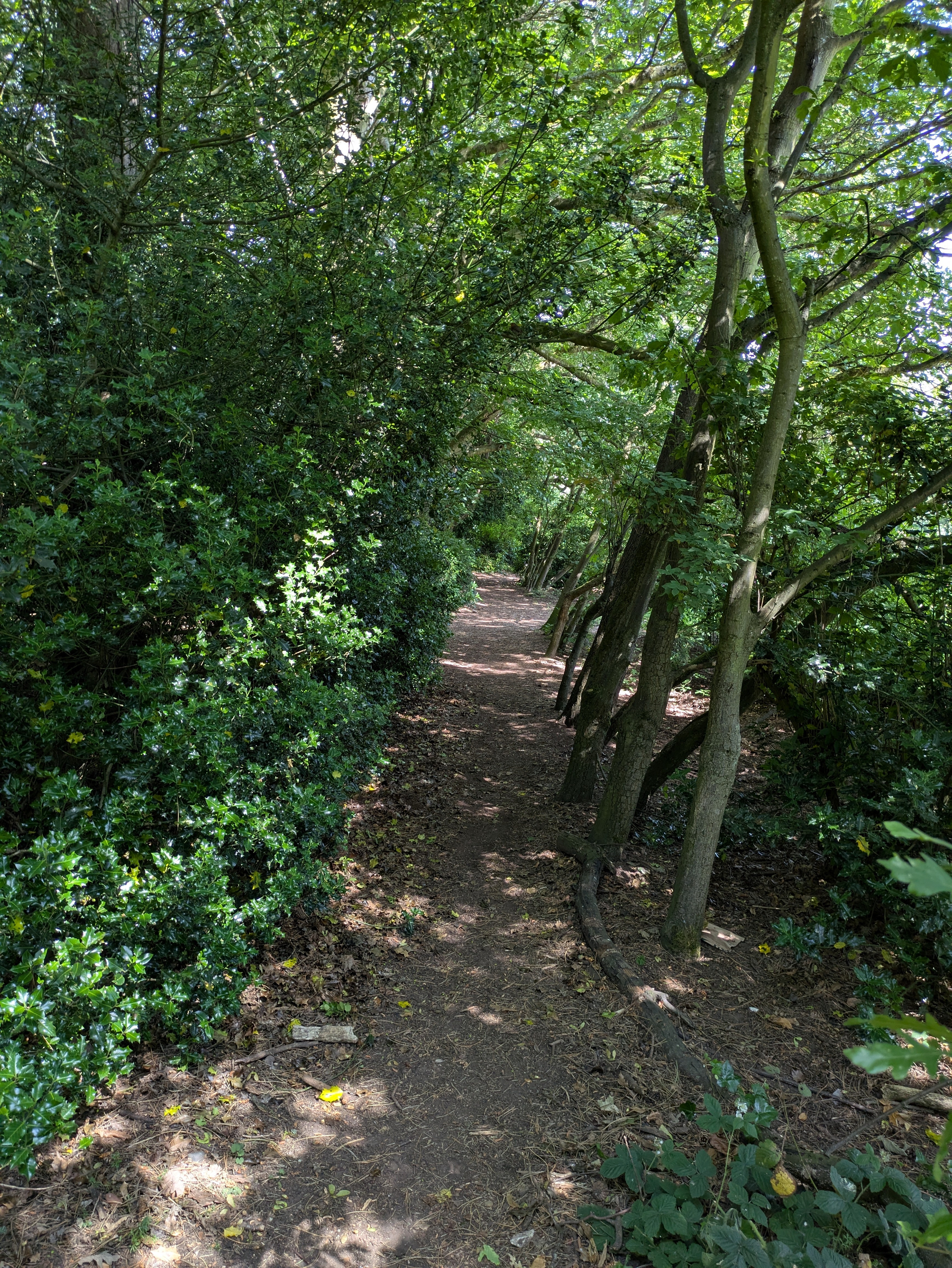 A shaded dirt path winds through a dense, green forest with trees arching overhead.