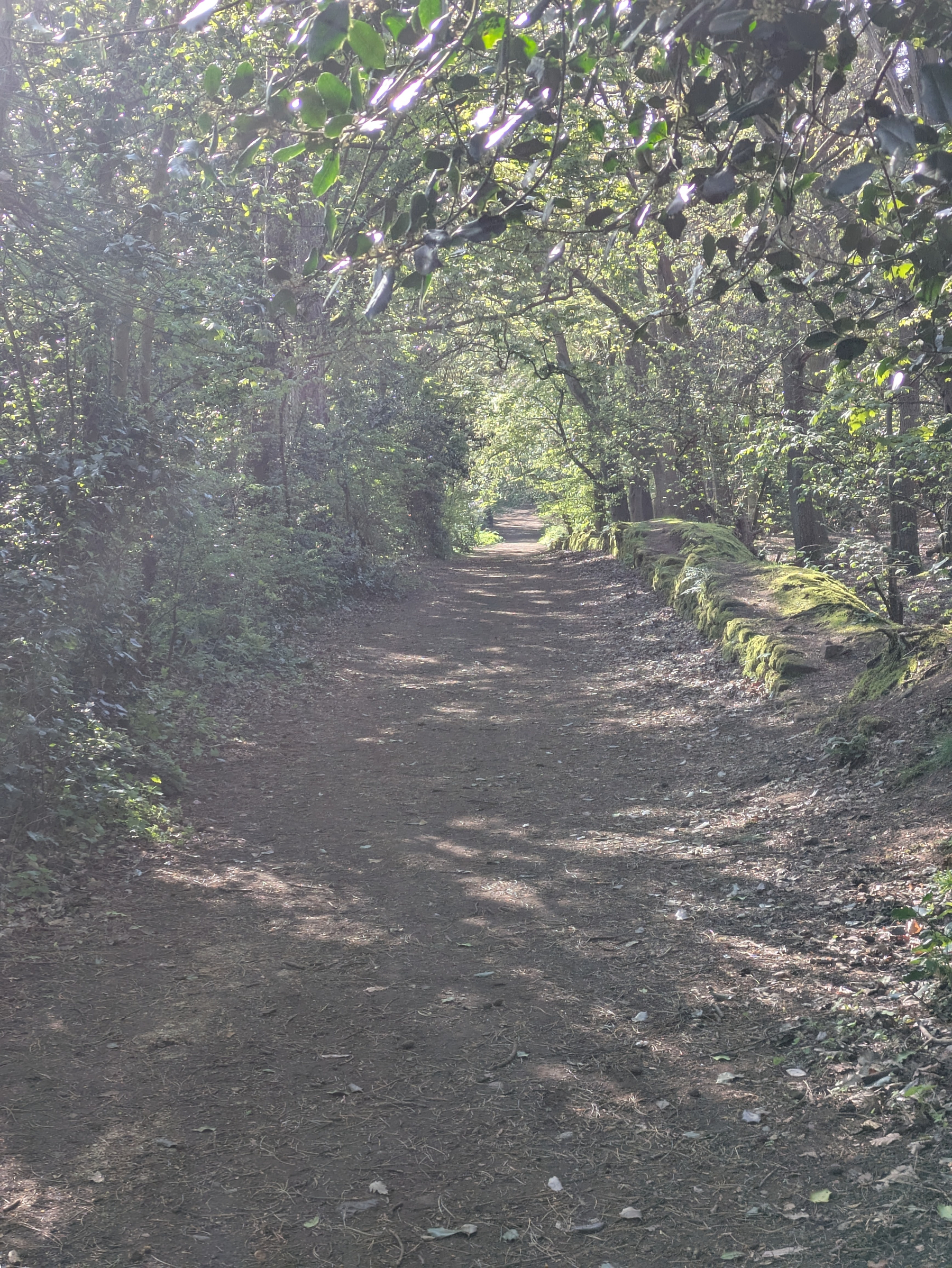 A dirt path winds through a lush, sun-dappled forest surrounded by dense greenery.
