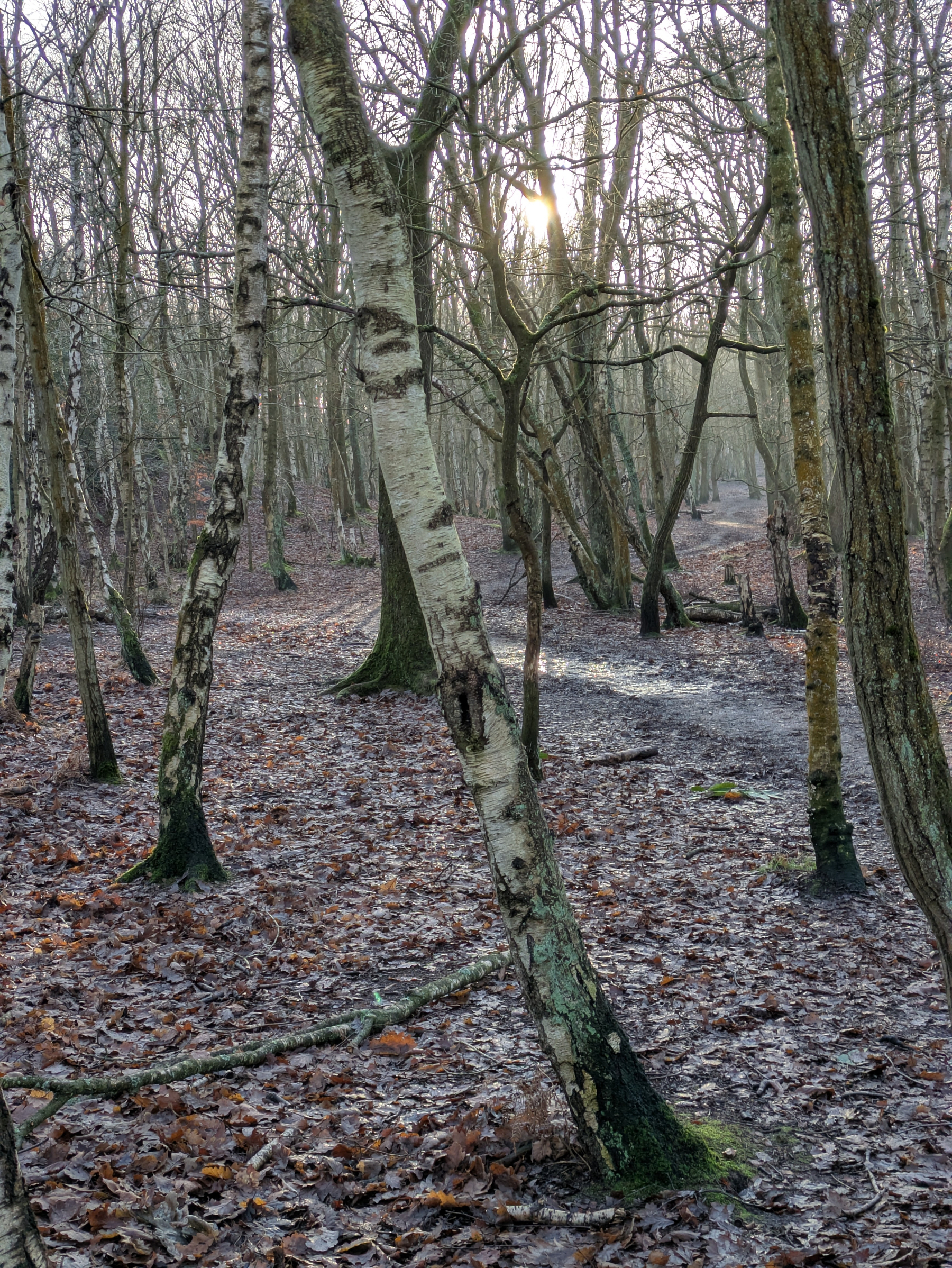 Sunlight filters through a dense forest of leafless trees, casting light on a path covered with fallen leaves.