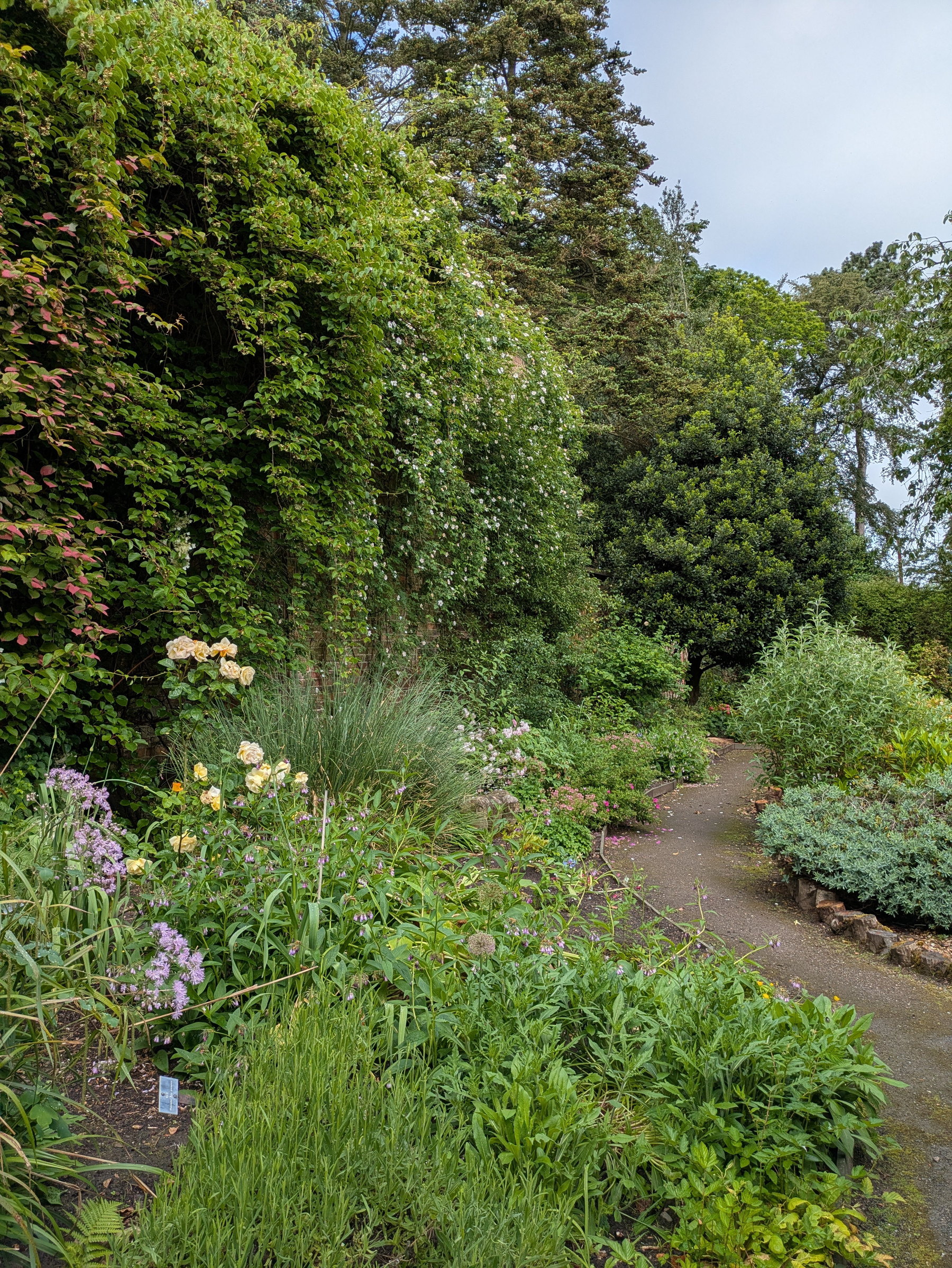A lush garden scene features a winding path surrounded by a variety of green plants and colorful flowers against a backdrop of tall trees and climbing foliage.