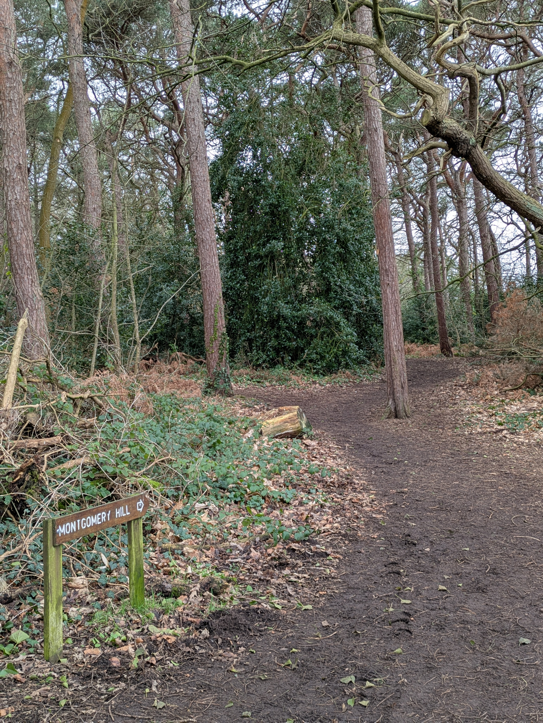 A forest path surrounded by trees and dense foliage features a wooden sign pointing towards Montgomery Hill.