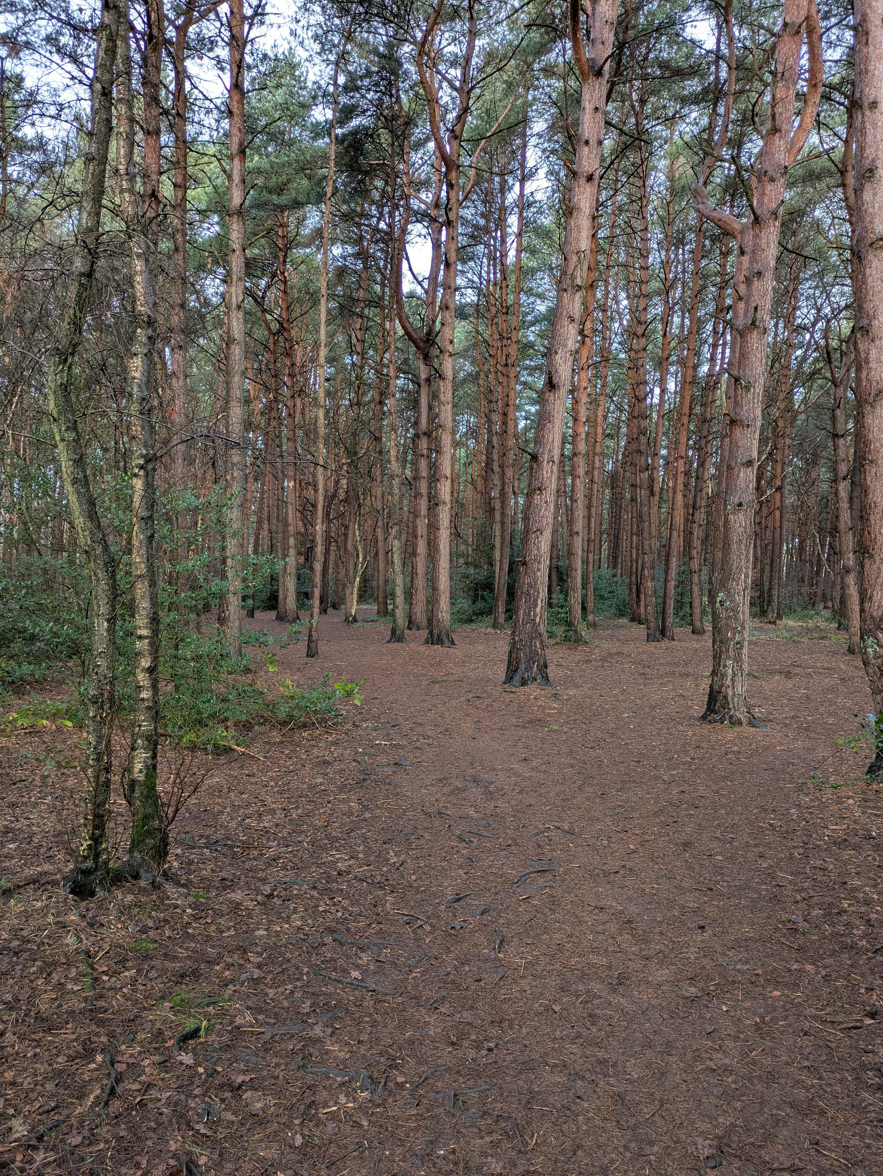 A serene forest scene with tall trees and a dirt path leading through the woods.