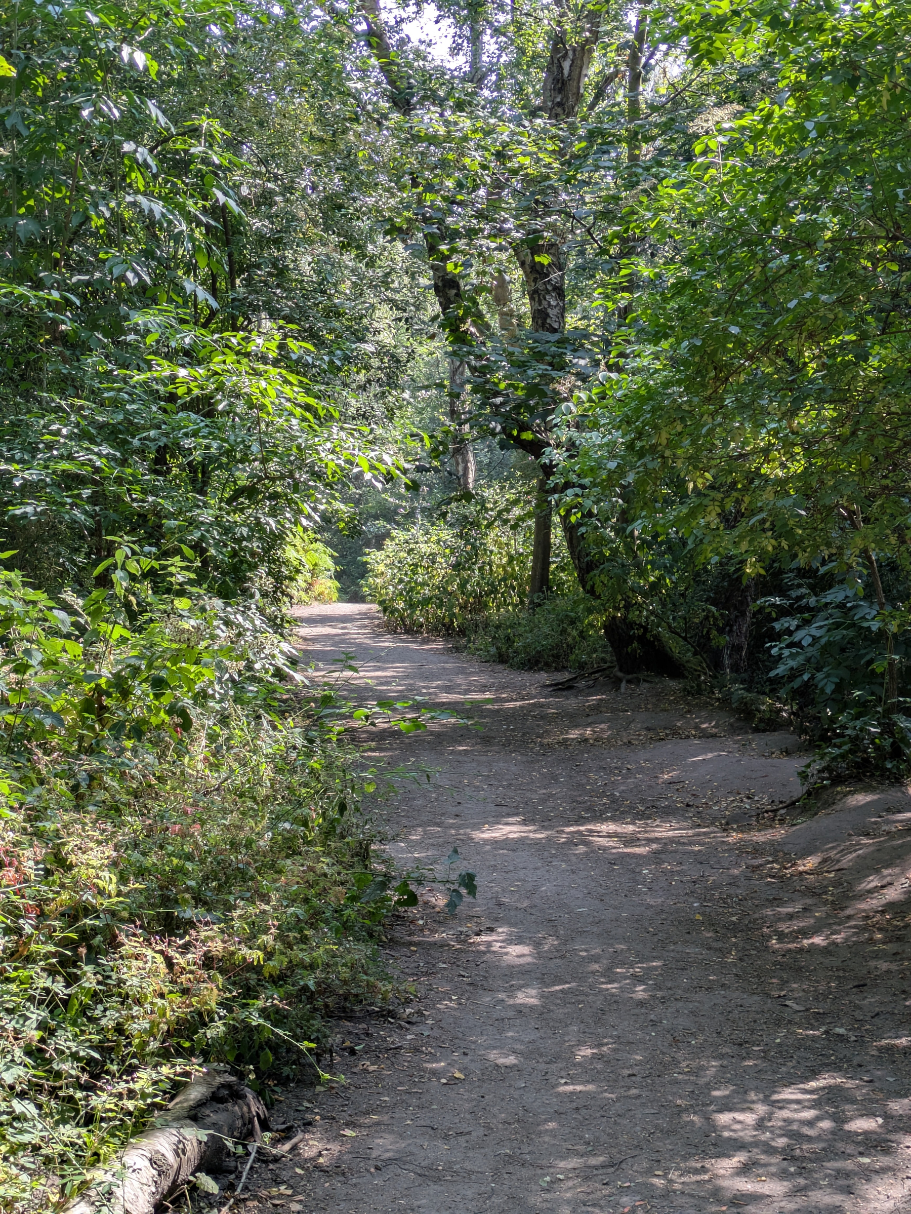 A sunlit dirt path winds through a lush, green forest with dense foliage on both sides.