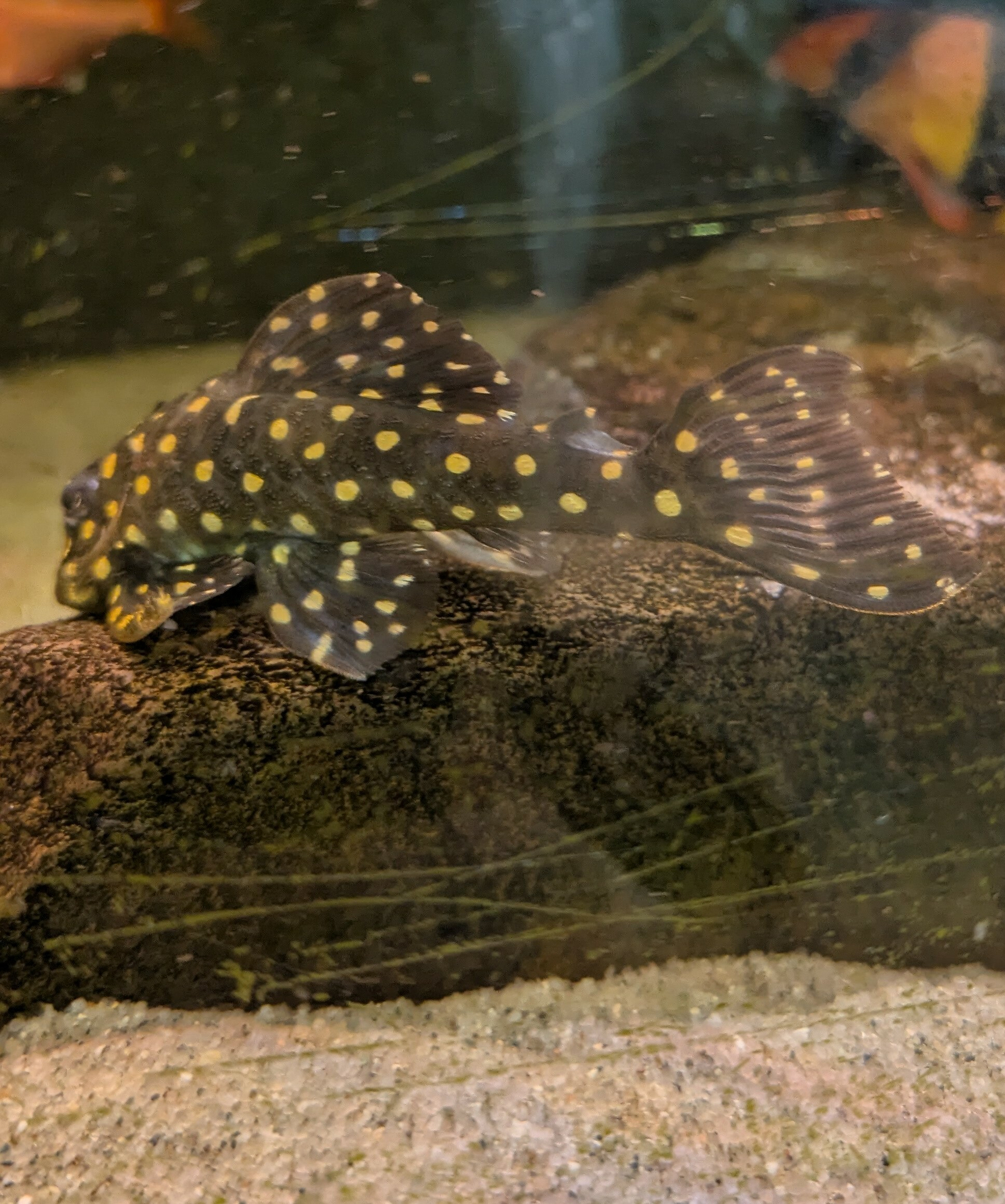 A fish with black skin and yellow spots is resting on a rock in an aquarium.