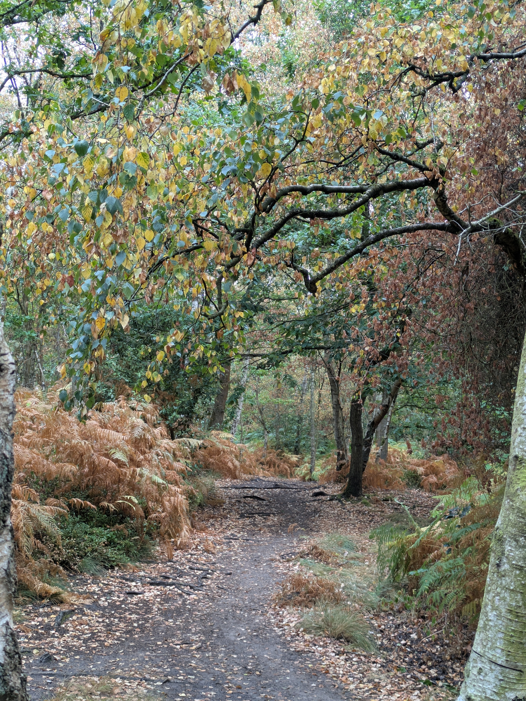 A quiet forest path is surrounded by trees and ferns with leaves changing colors in early autumn.