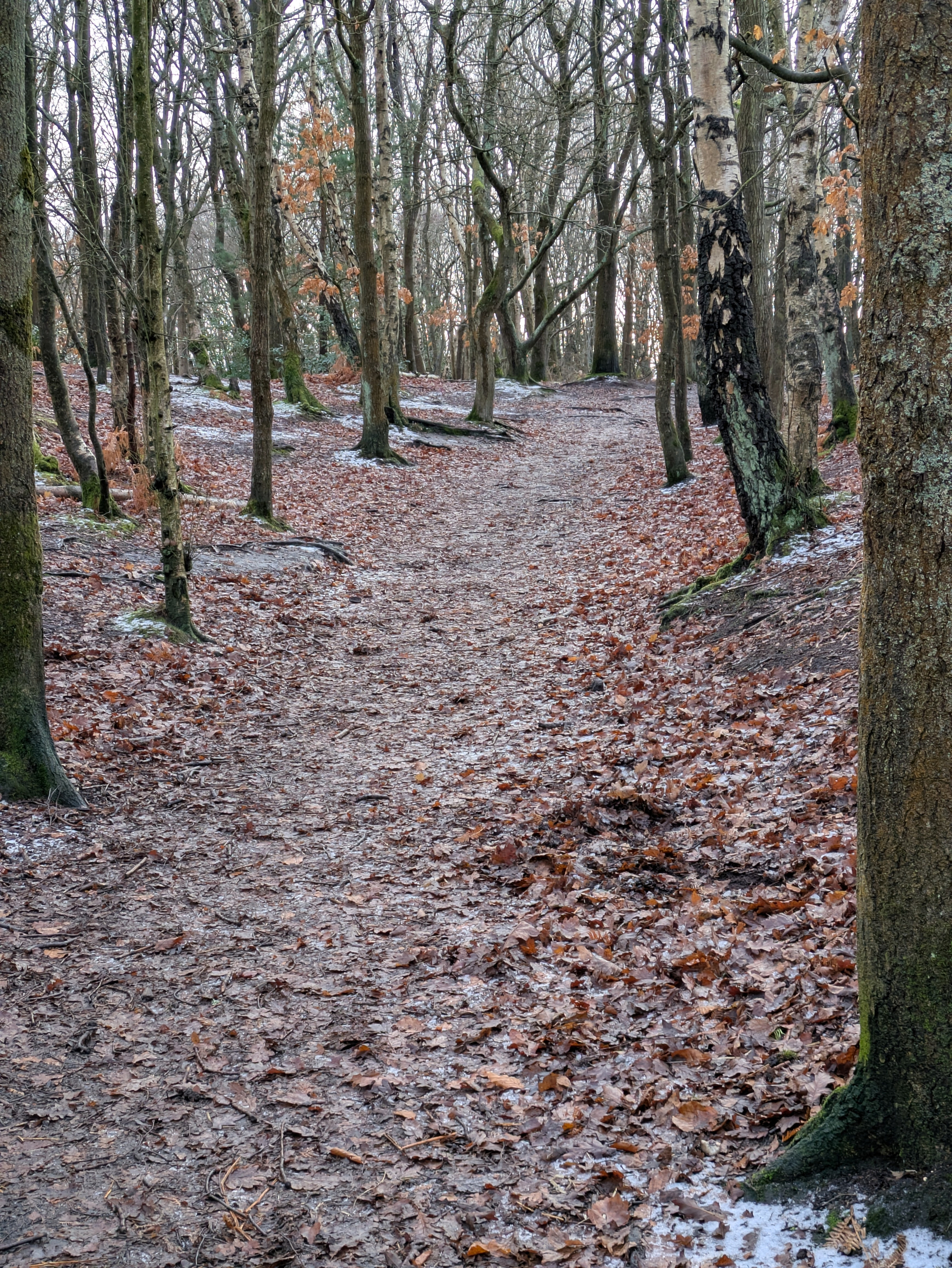 A wooded path is covered with fallen leaves and patches of ice, winding through a forest of bare trees.