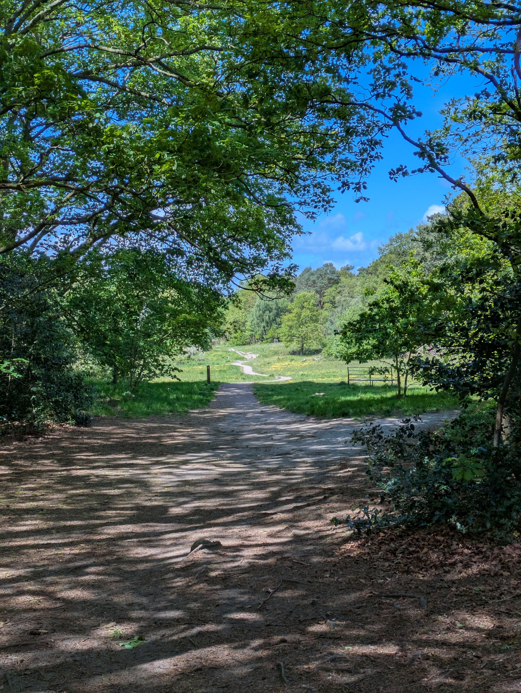 A sunlit forest path leads to an open clearing surrounded by lush greenery and trees.