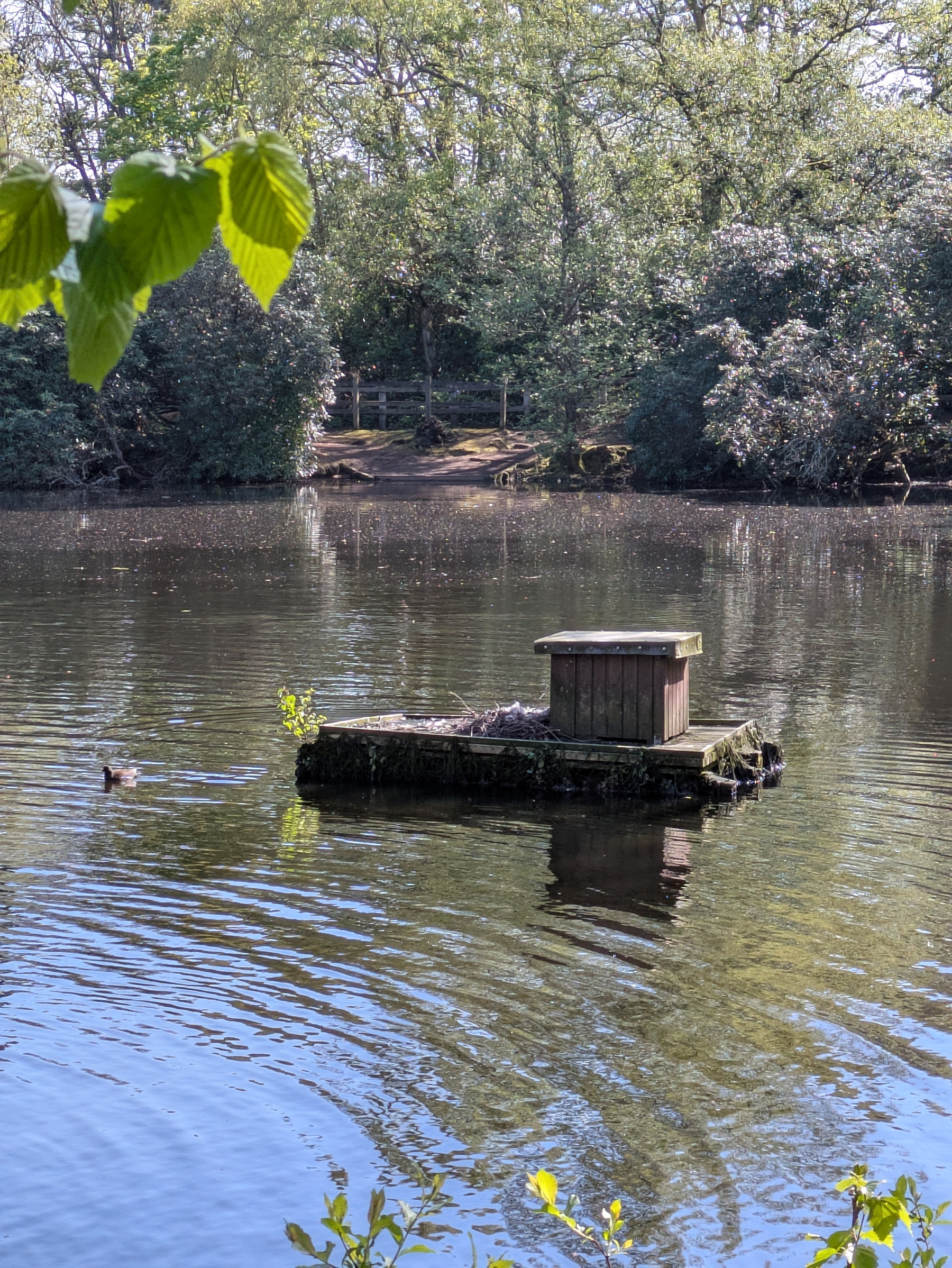 A small wooden structure is situated on a platform in the middle of a tranquil pond surrounded by trees, with a duck swimming nearby.