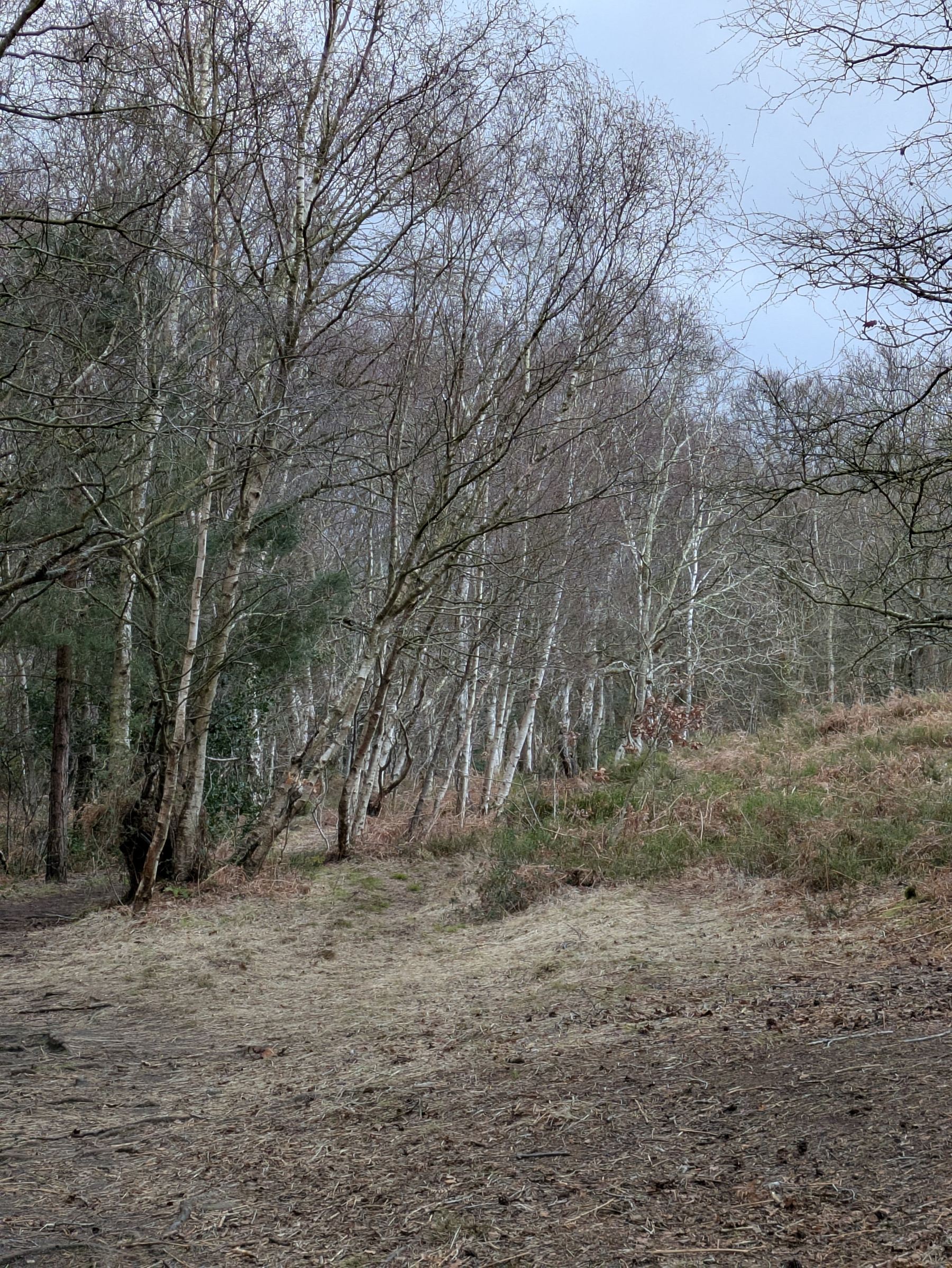A serene woodland scene features leafless trees and a carpet of dry grass and earth.