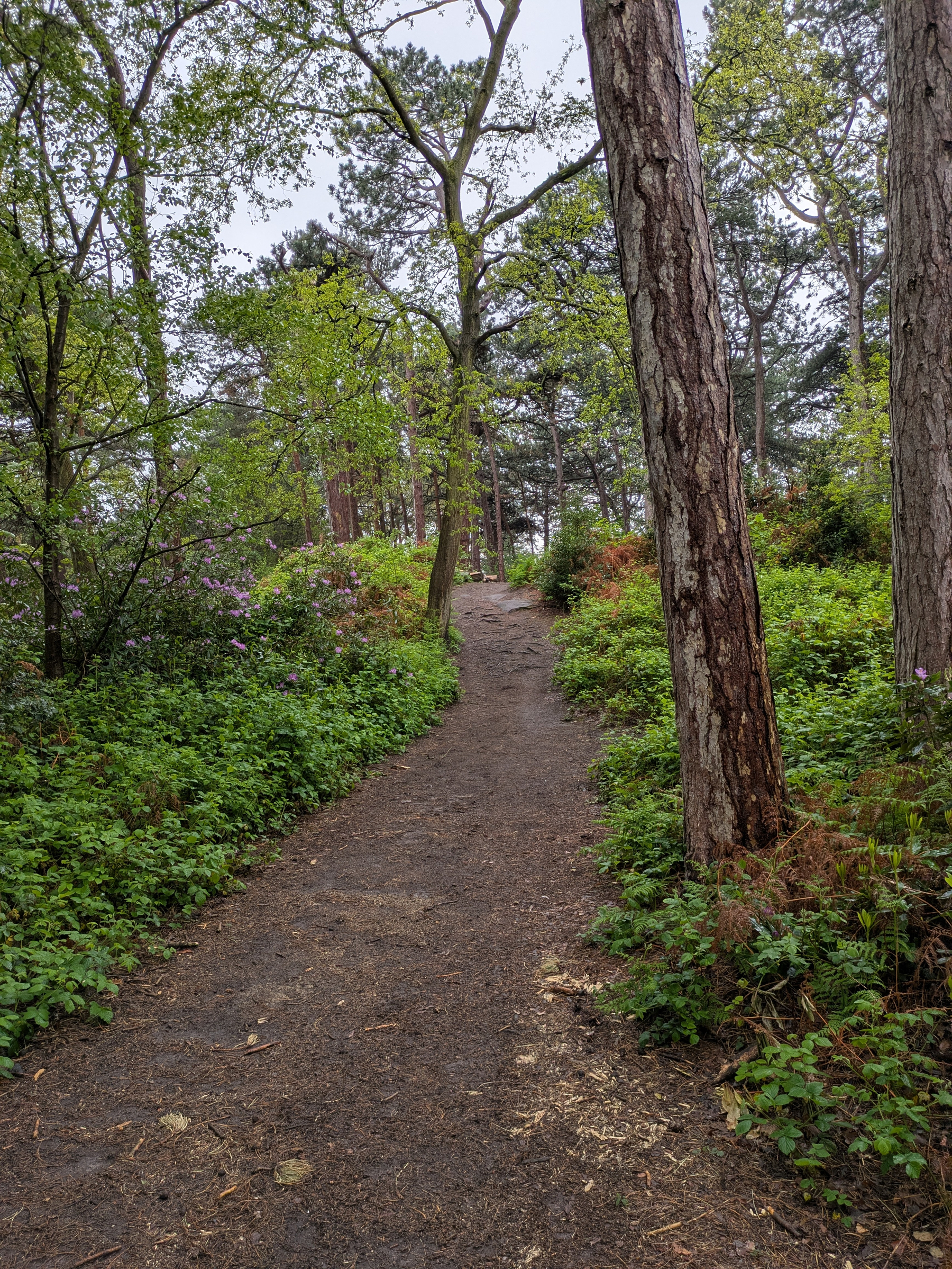 A dirt path winds through a lush, green forest with tall trees and dense foliage.