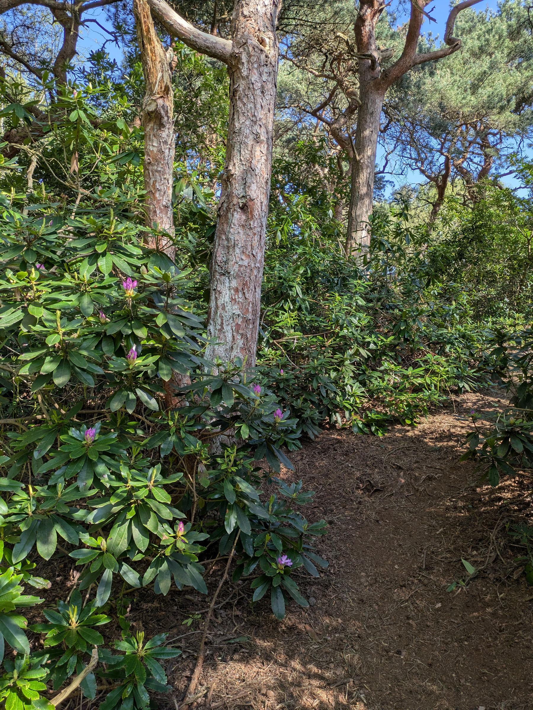 A wooded area with tall trees and dense shrubs featuring pink flowers along a dirt path under a clear blue sky.