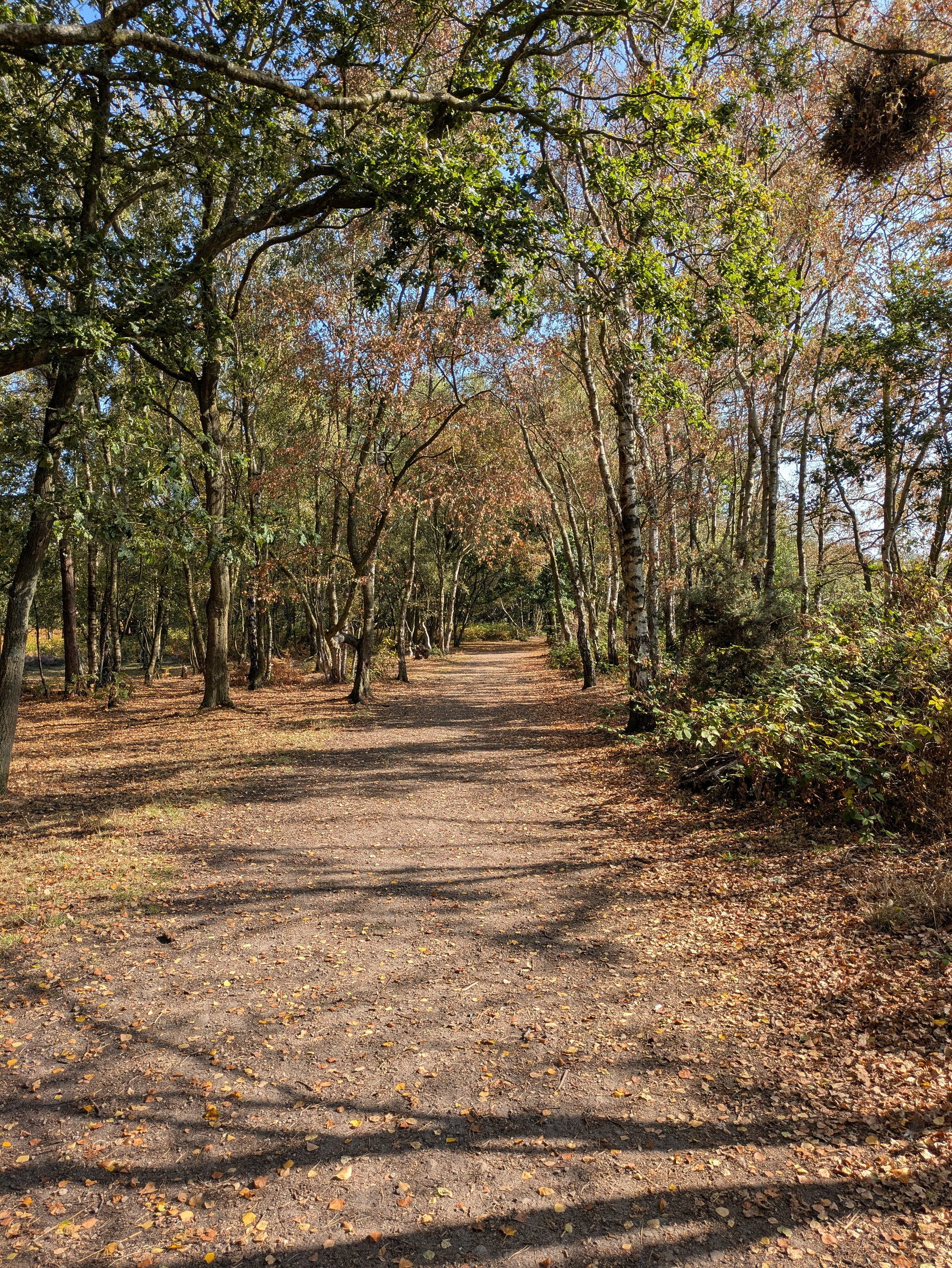 A dirt path winds through a forested area with trees displaying a mix of green and autumn-colored leaves under a clear sky.