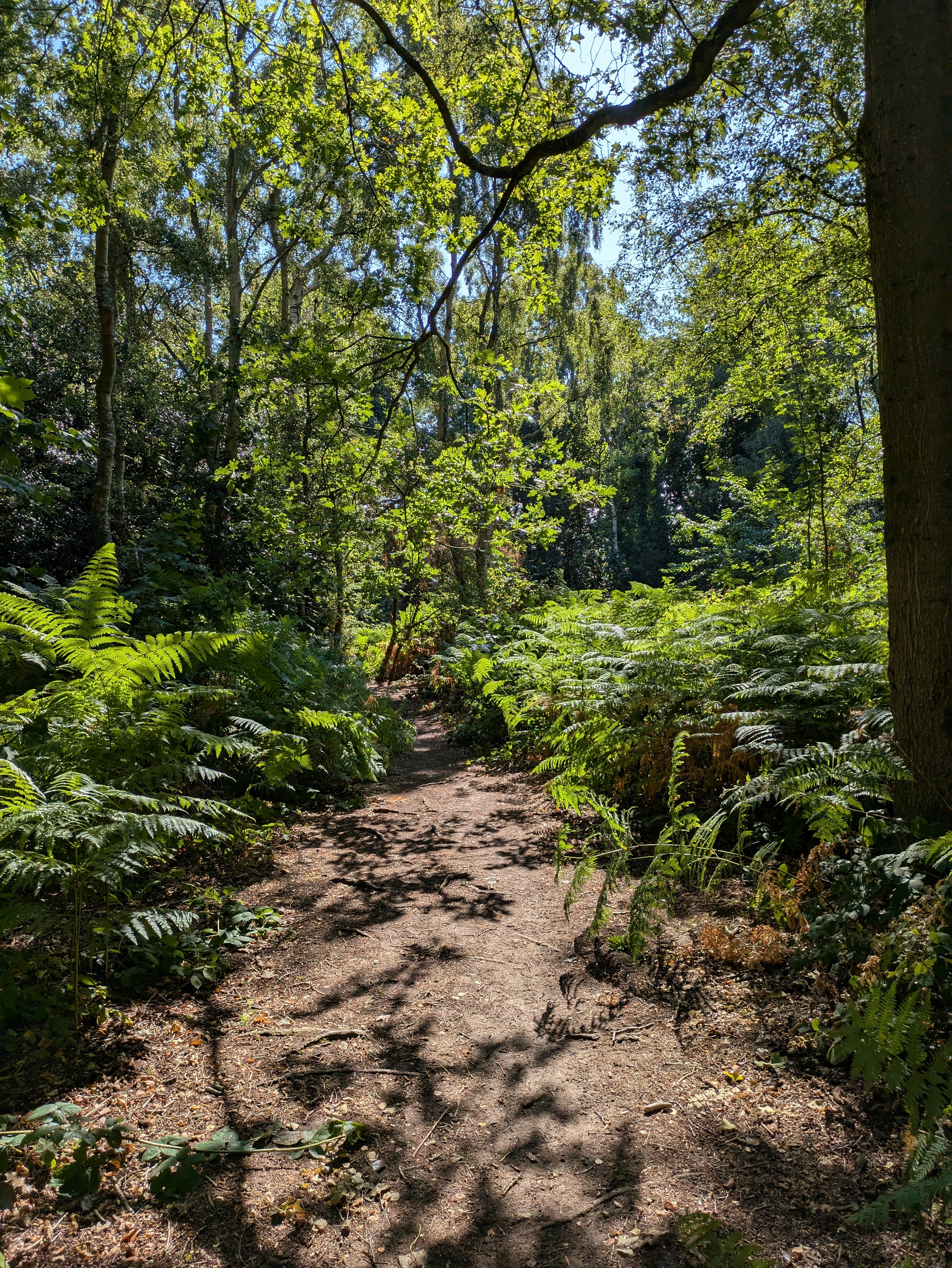 A sunlit dirt path winds through a dense forest filled with green ferns and tall trees.