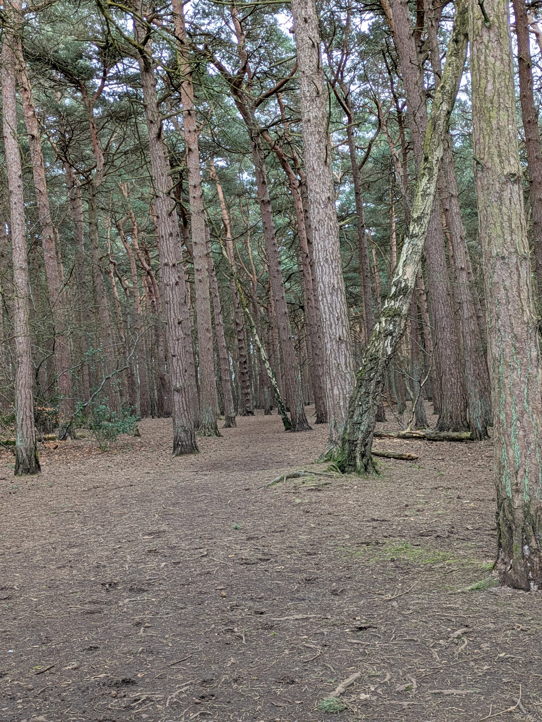 A forest scene with tall, slender trees and a ground covered in dirt and fallen leaves.