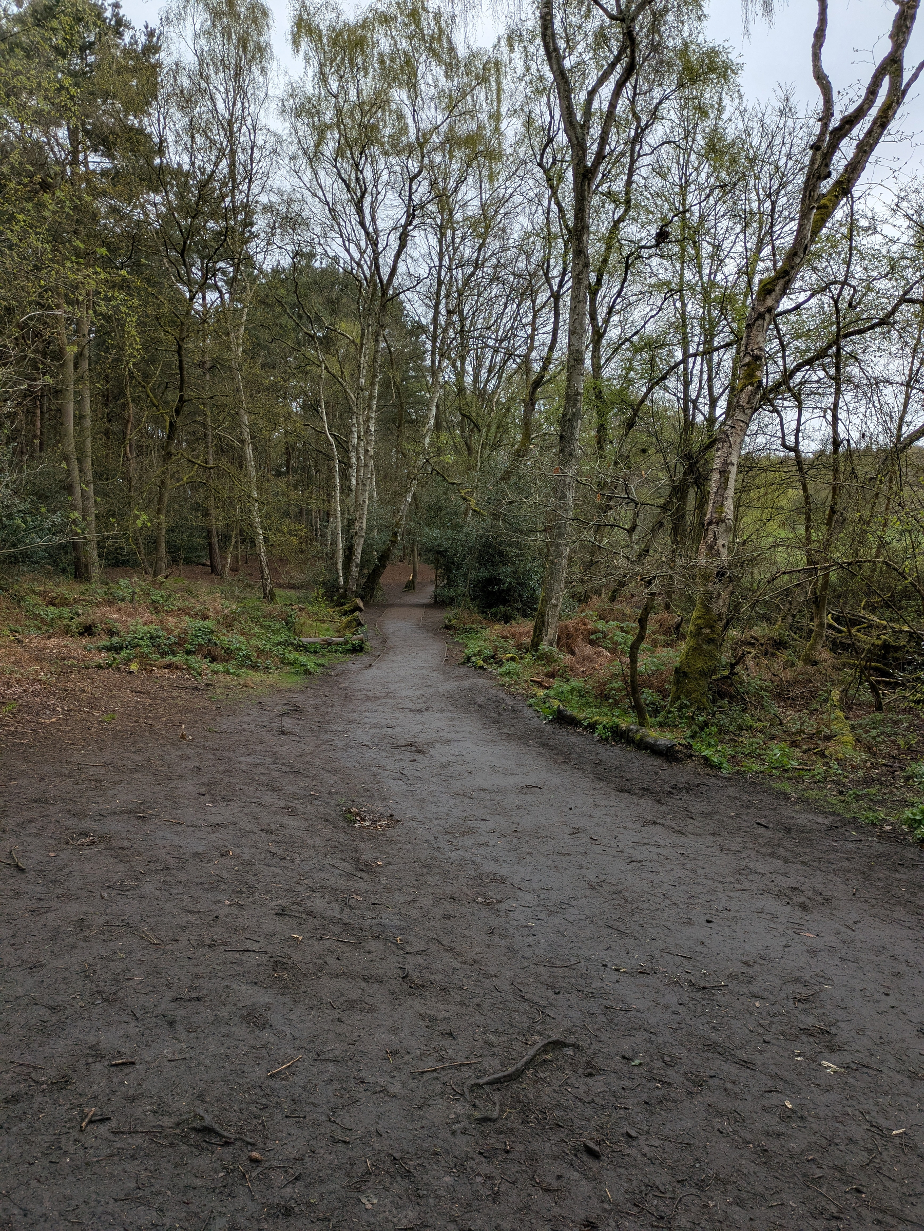 A dirt path winds through a forest area with tall trees and sparse undergrowth.