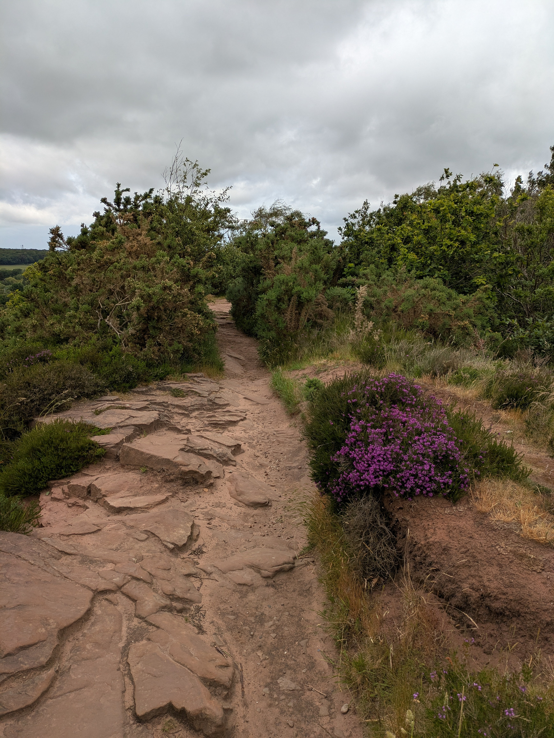 A rocky path winds through lush greenery and vibrant purple flowers under a cloudy sky.