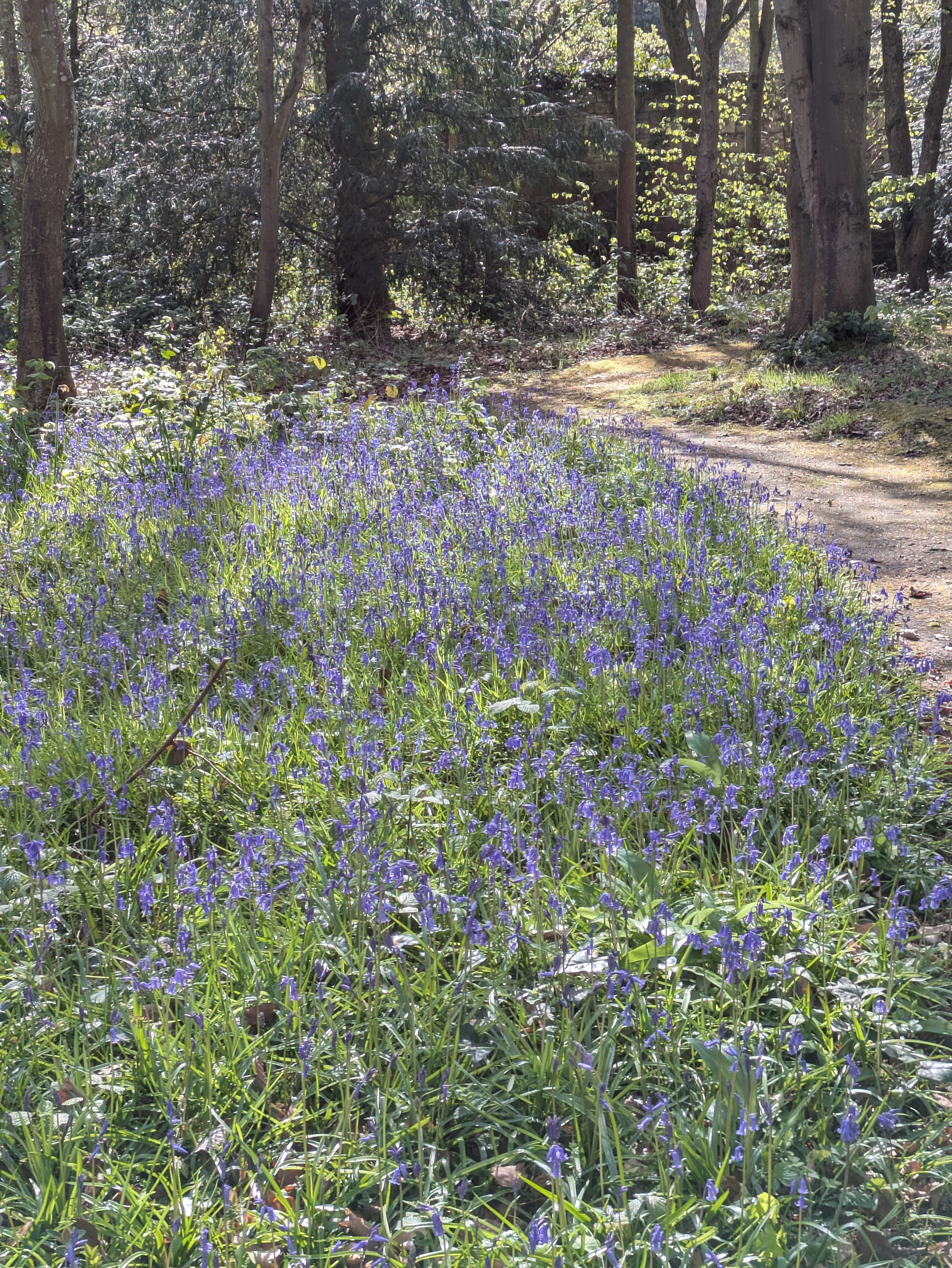 A lush woodland scene features a carpet of purple-blue flowers under the dappled sunlight shining through the trees.