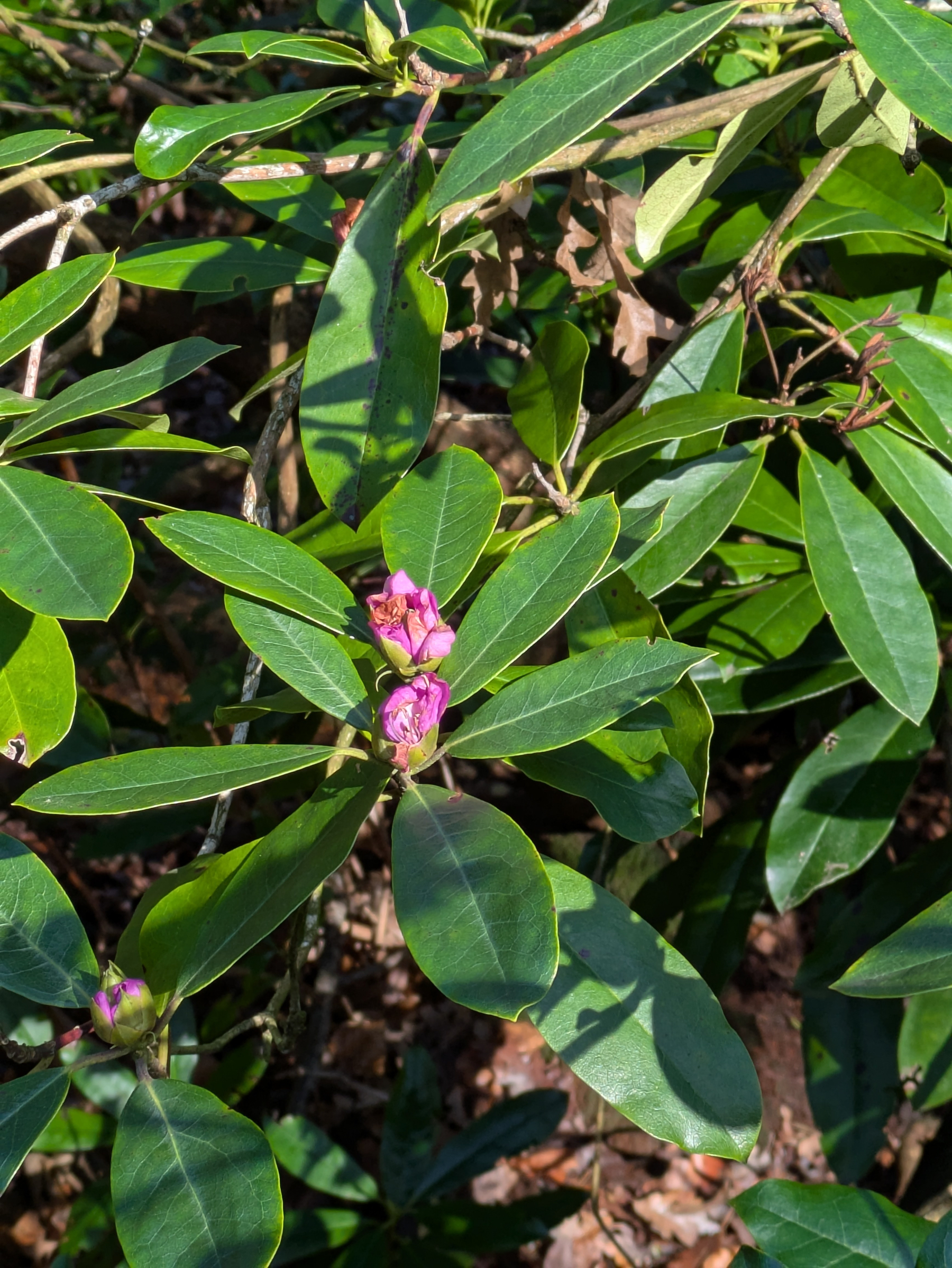A plant with glossy green leaves and pink flower buds.
