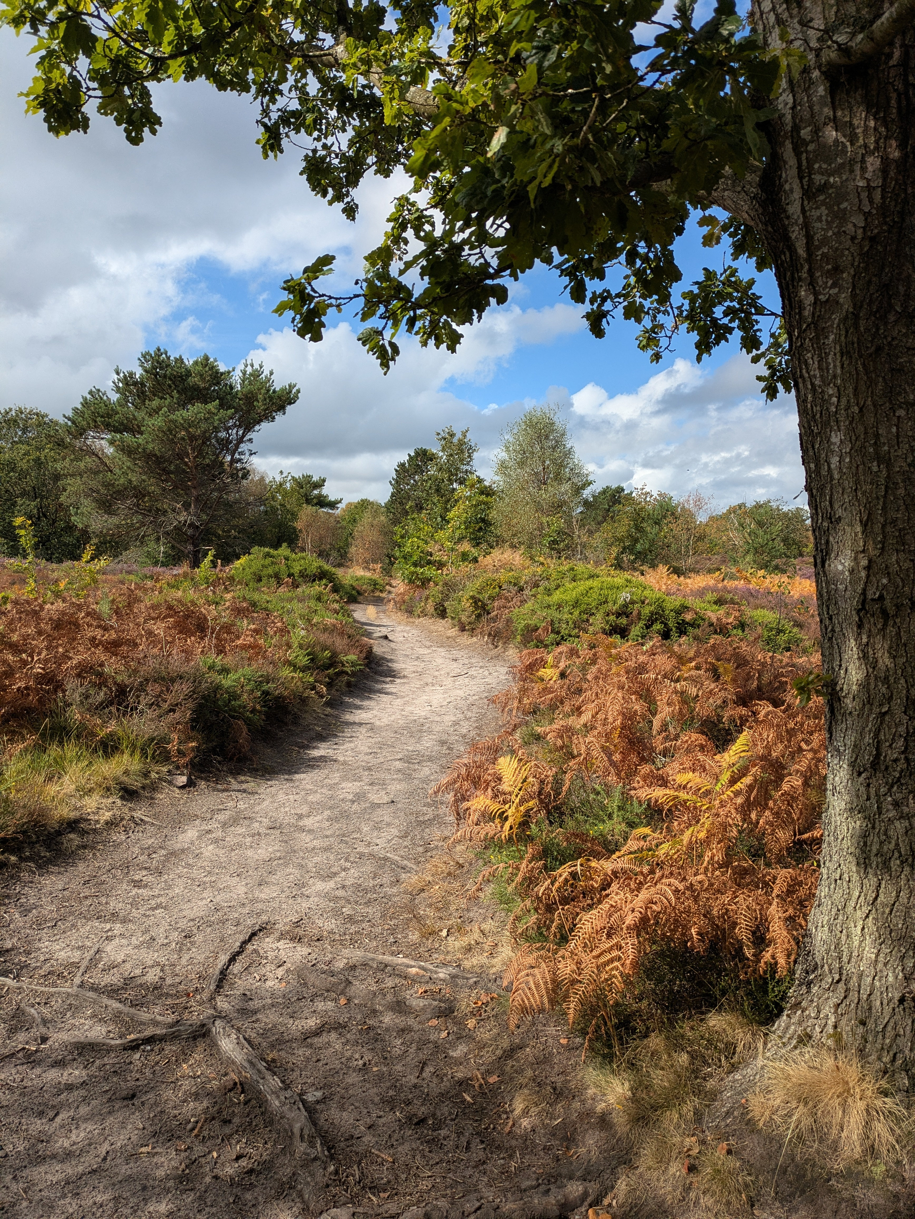 A winding dirt path runs through a scenic landscape of trees and shrubs under a partly cloudy sky.
