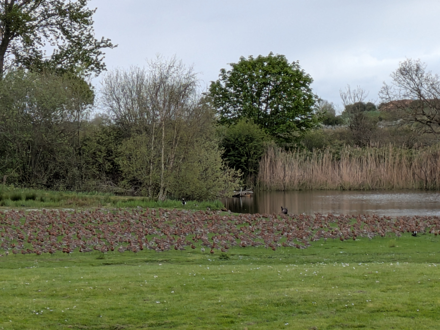 A grassy area with a flock of birds is set by a pond surrounded by trees and reeds.