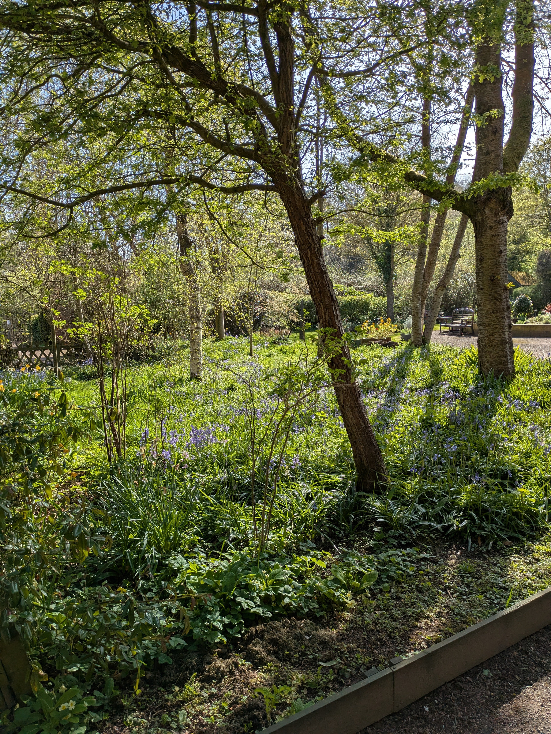 A lush, sunlit garden with tall trees and vibrant greenery creating a peaceful scene.