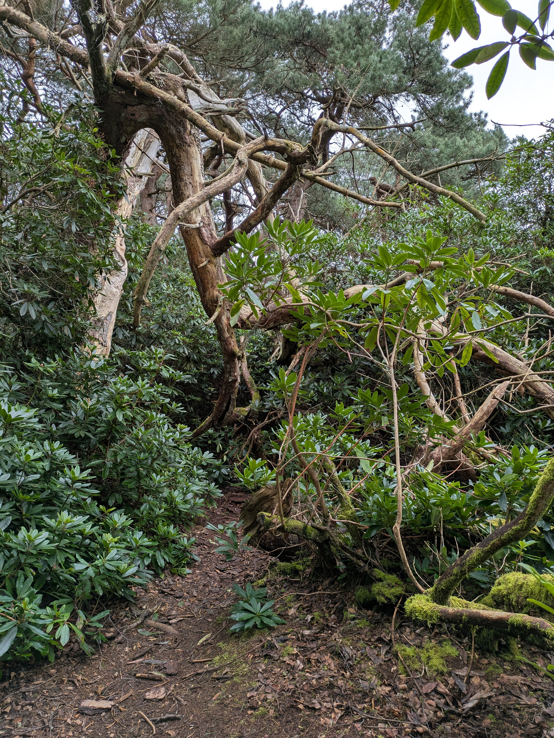 A winding path navigates through a dense, lush forest filled with twisted trees and thick greenery.