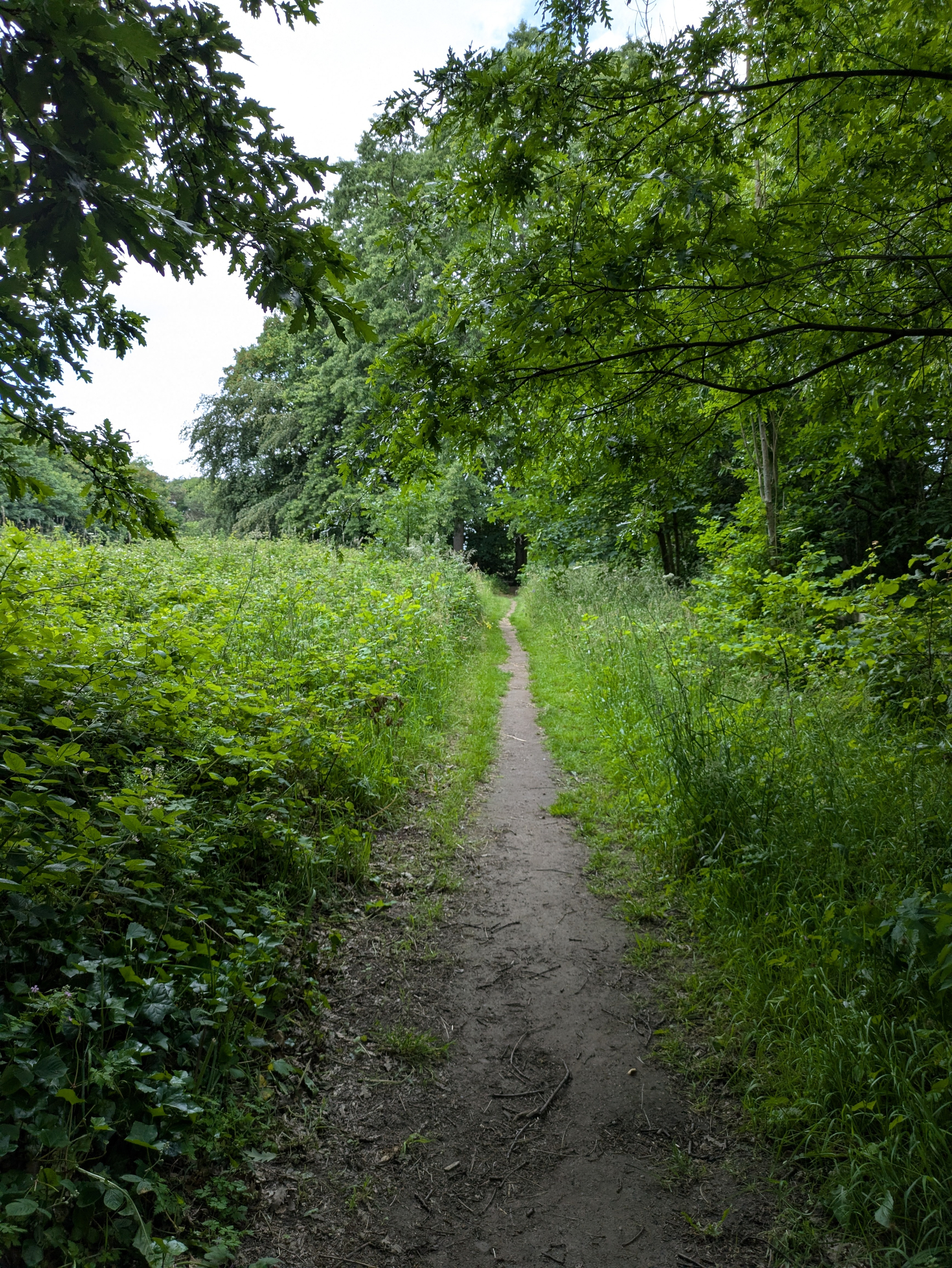 A narrow dirt path winds through lush green vegetation and trees.