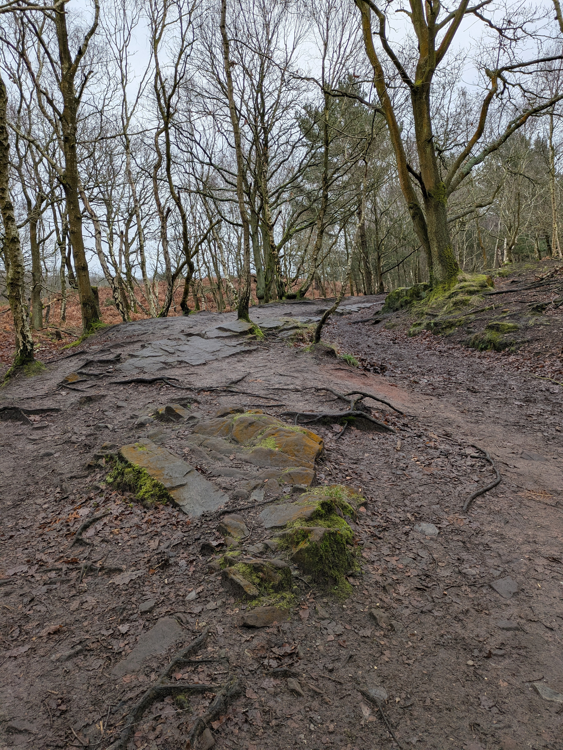 A forest path lined with bare trees and rocky terrain winds through the woods.