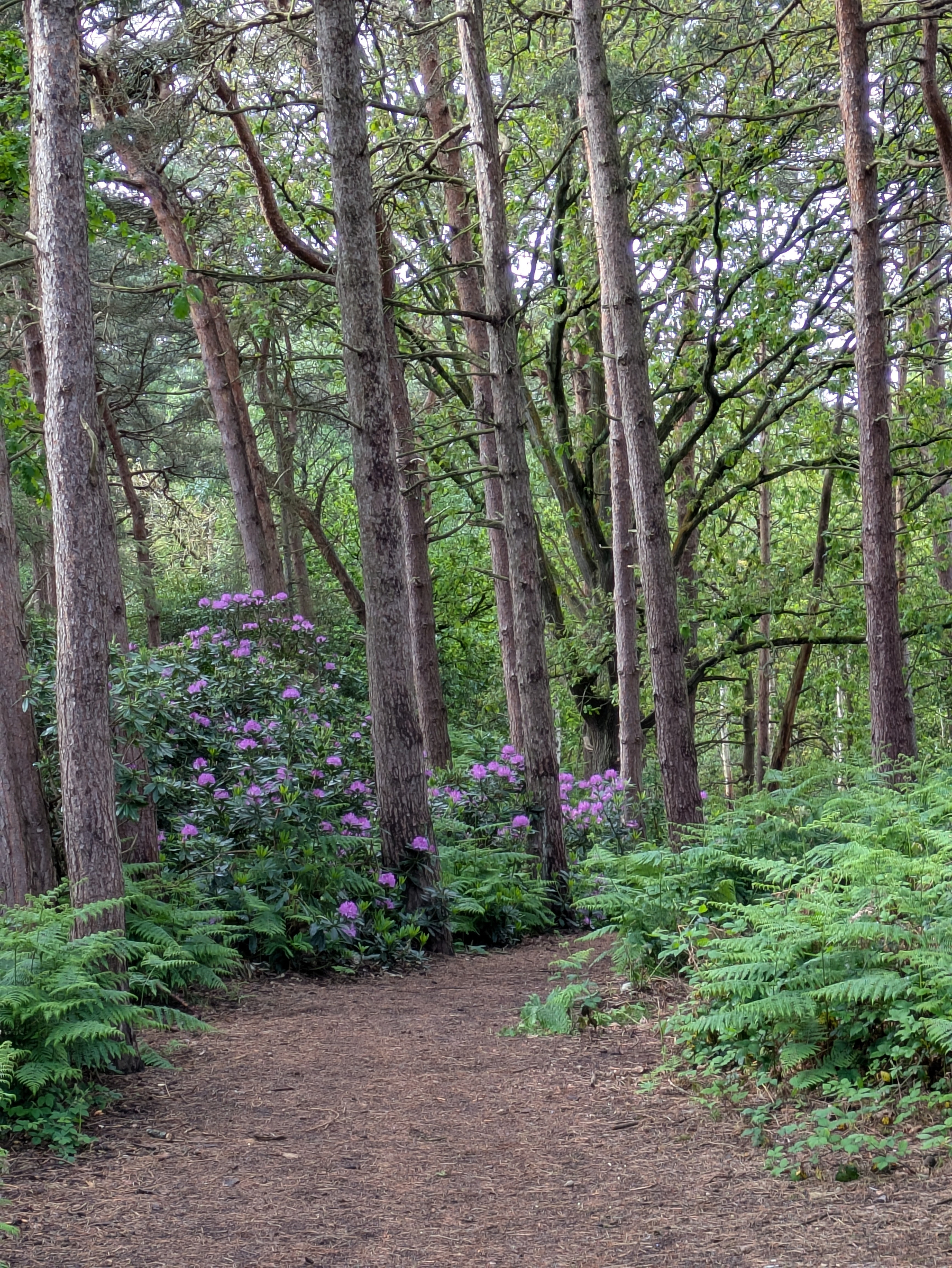 A forest path is surrounded by tall trees, lush ferns, and blooming purple flowers.
