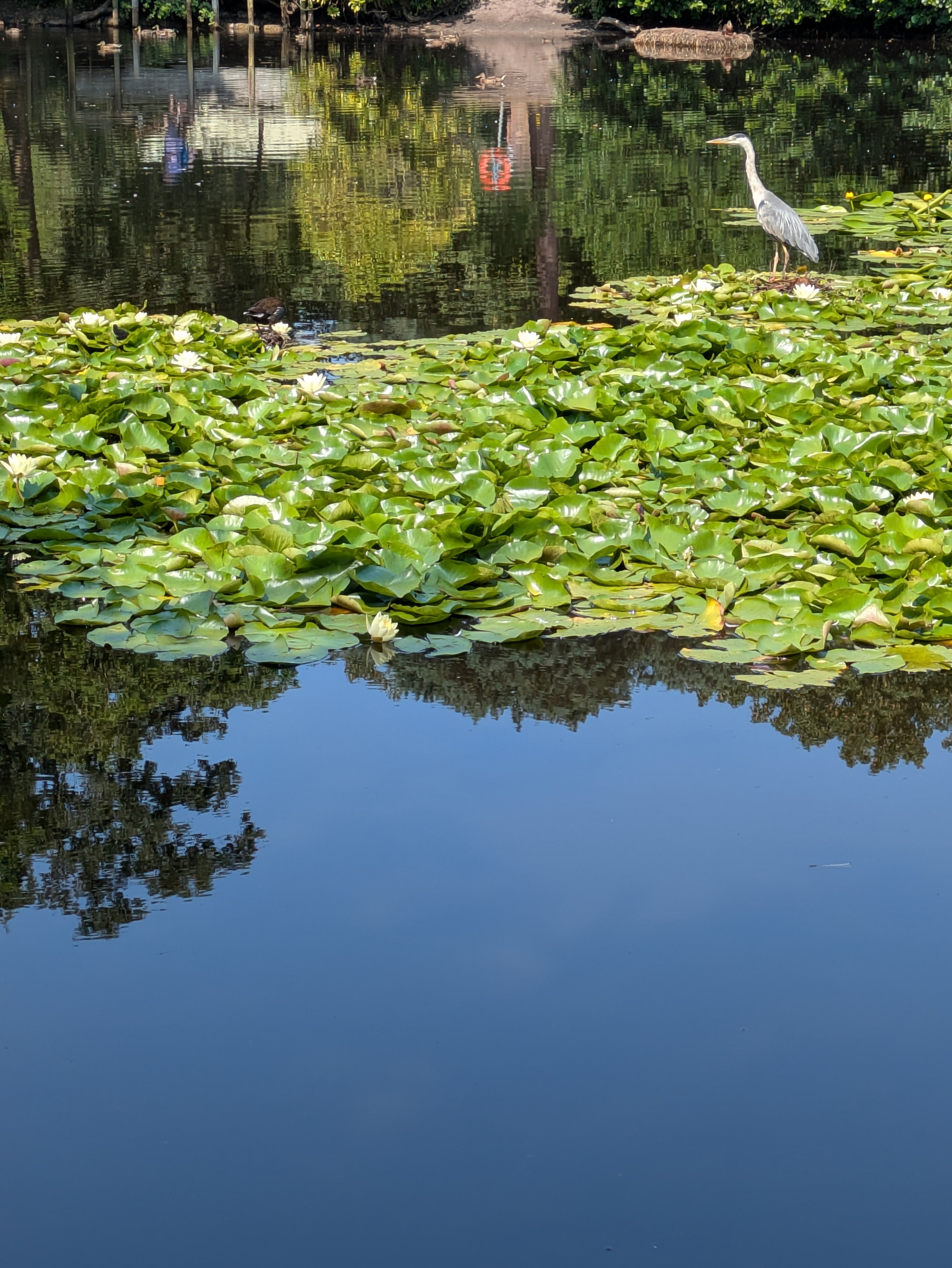 A heron stands among lily pads in a calm pond reflecting surrounding trees and a distant platform.